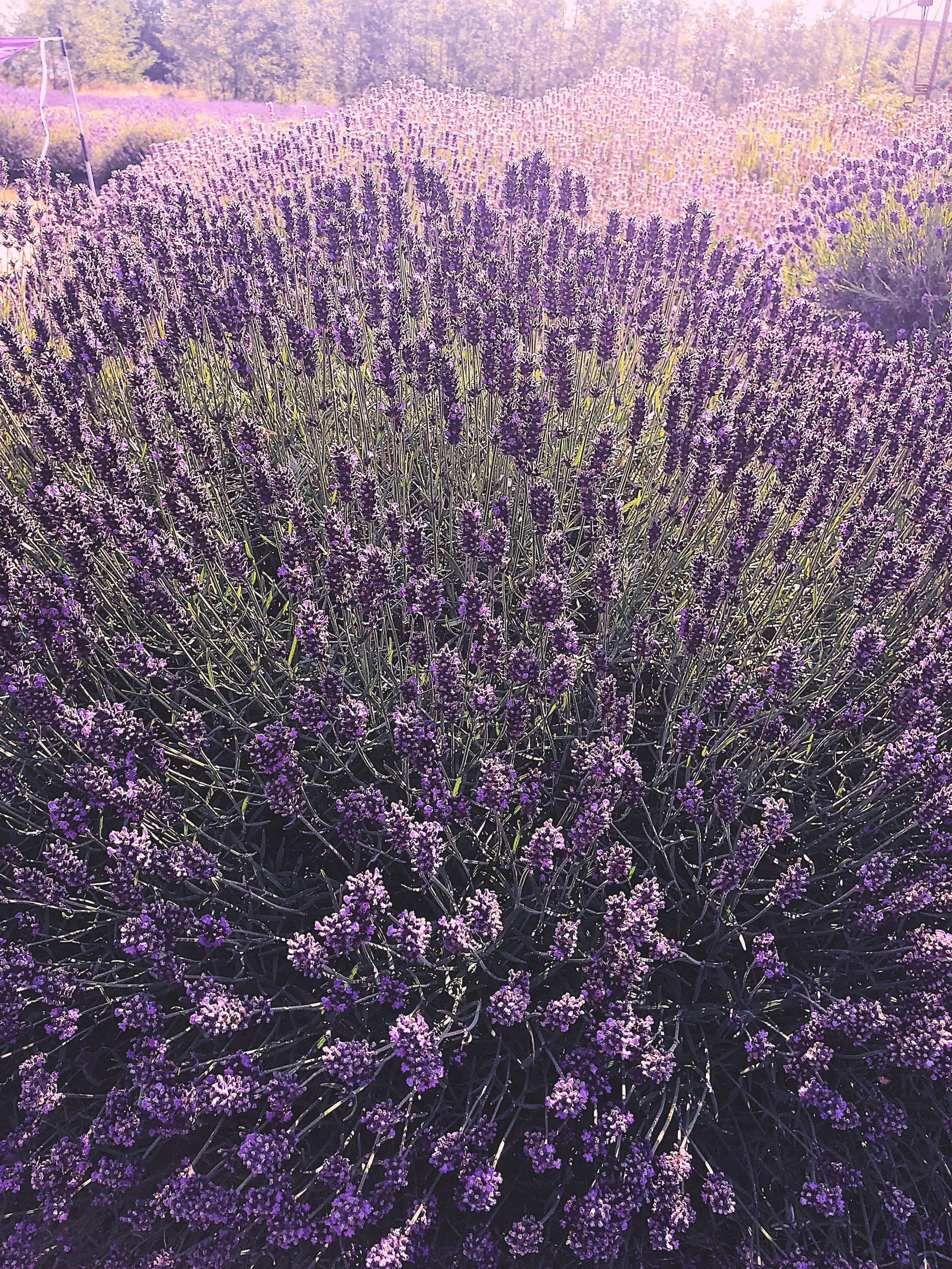 lavender pic.jpg