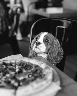 Mother's Day is approaching fast! Secure Mom's favorite pizza spot with us for a celebration filled with great company and amazing sourdough pizza. Reserve your table now on our website! 🐶🍕