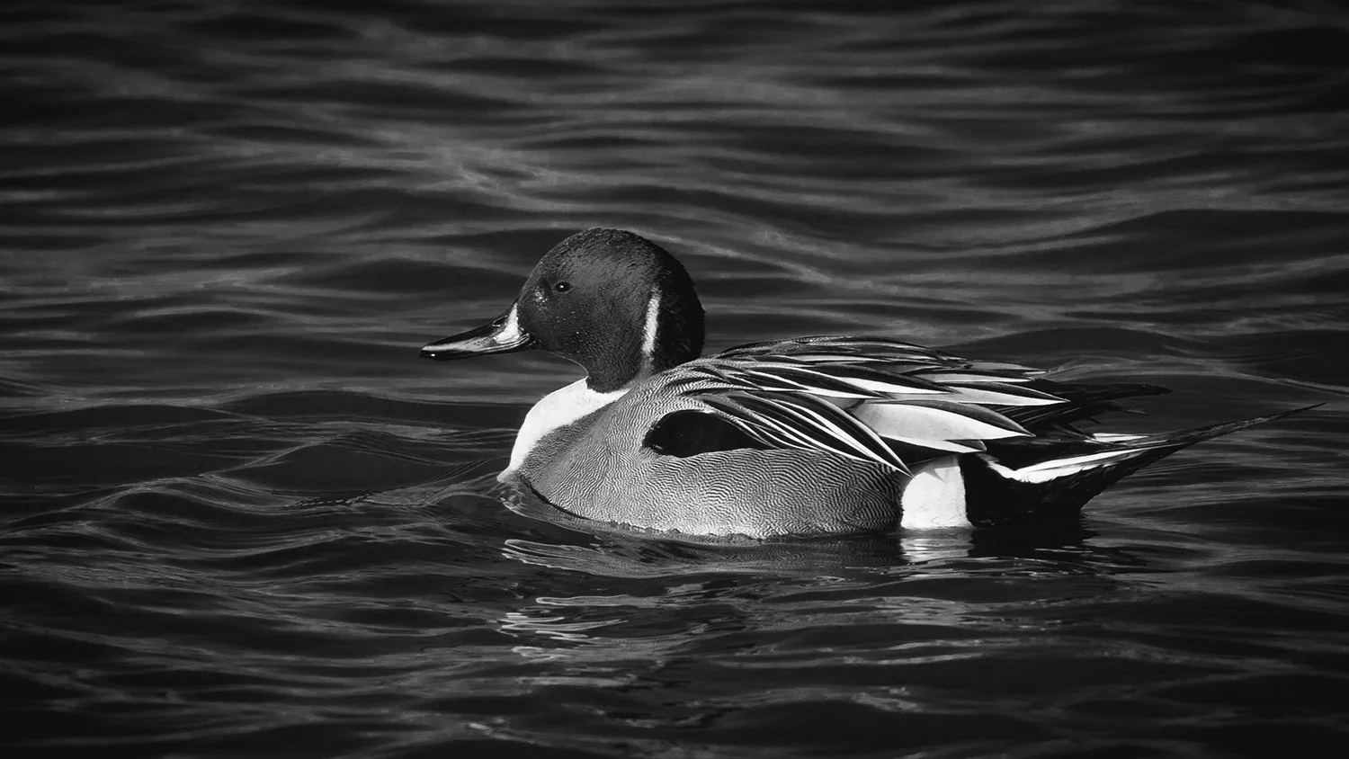 A black and white photograph of a duck swimming in water.