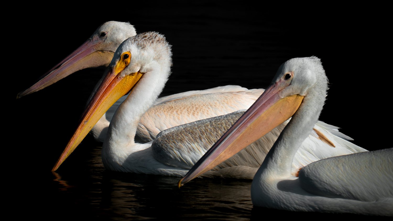 Four American white pelicans floating on water with a dark background.