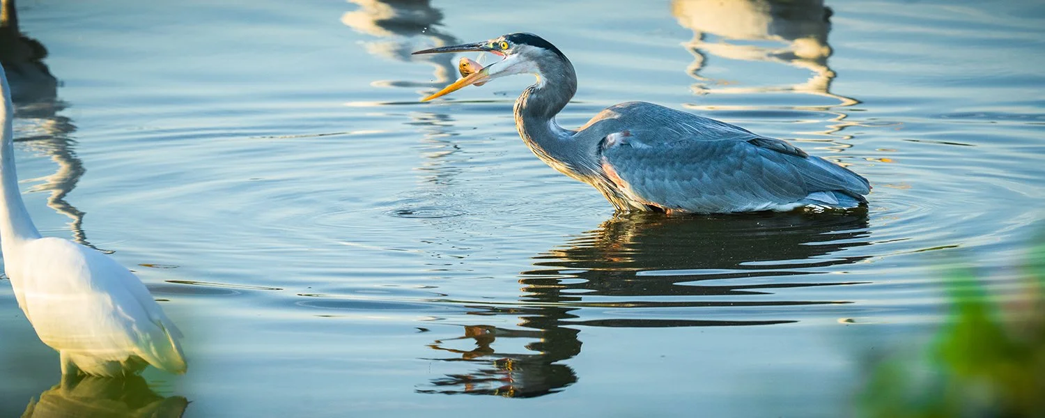A heron standing in water holding a fish in its beak, with a swan partially visible in the water nearby.