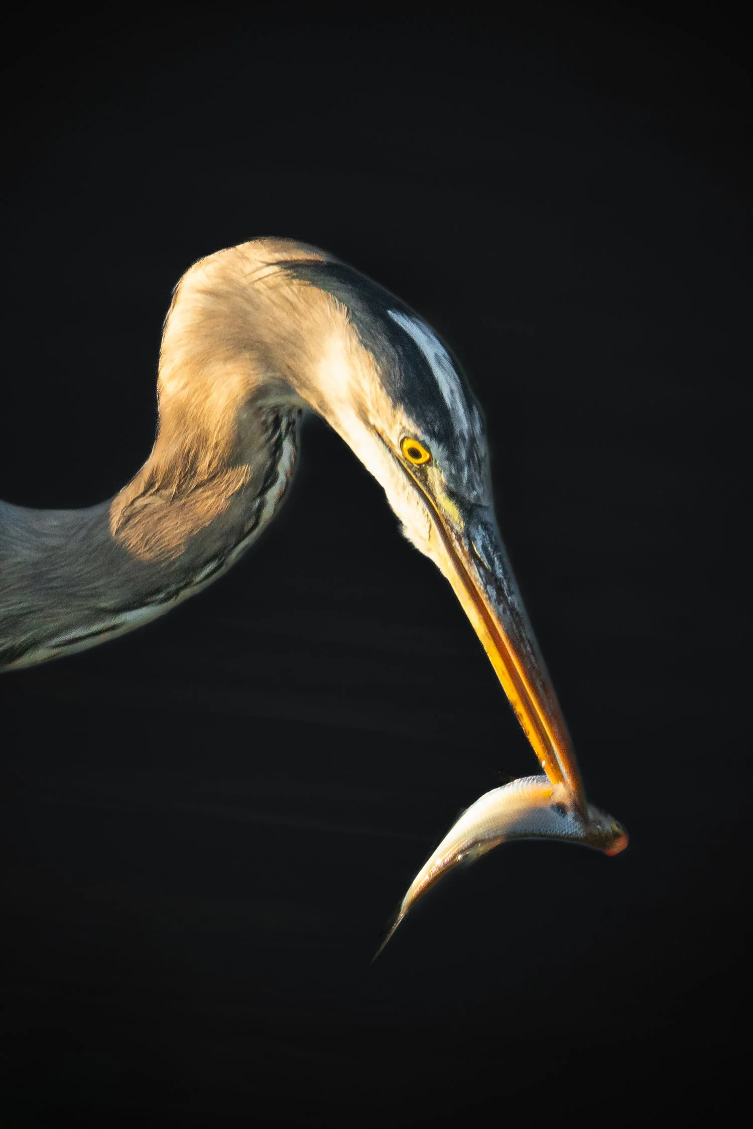 A heron catching a fish in dark water, with the heron’s long neck bent and the fish caught in its beak.