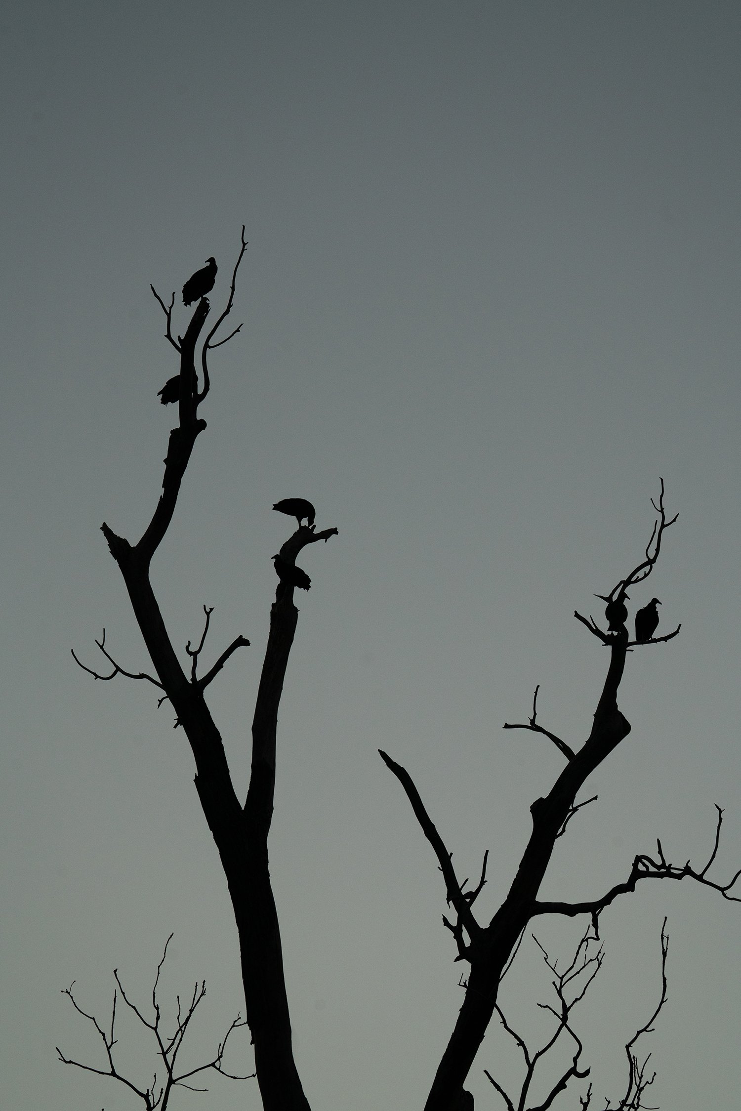 Silhouettes of birds perched on the bare branches of a leafless tree against a gray sky.