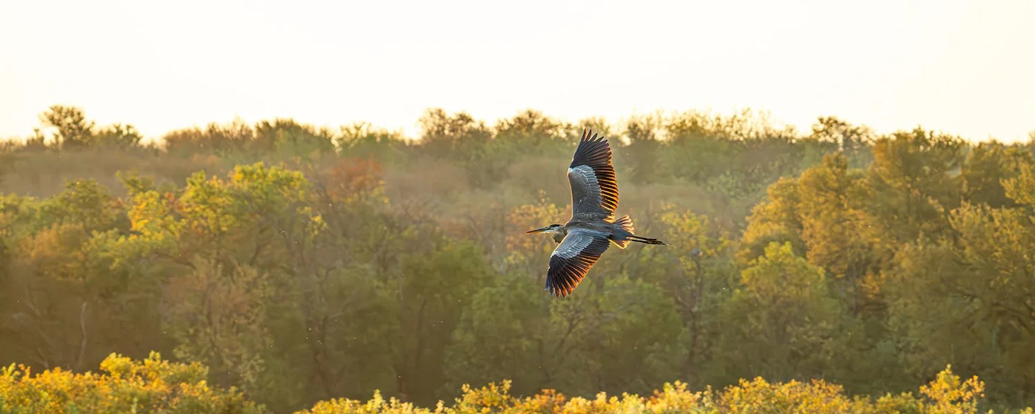 A heron flying over a forest with autumn-colored trees during sunset.