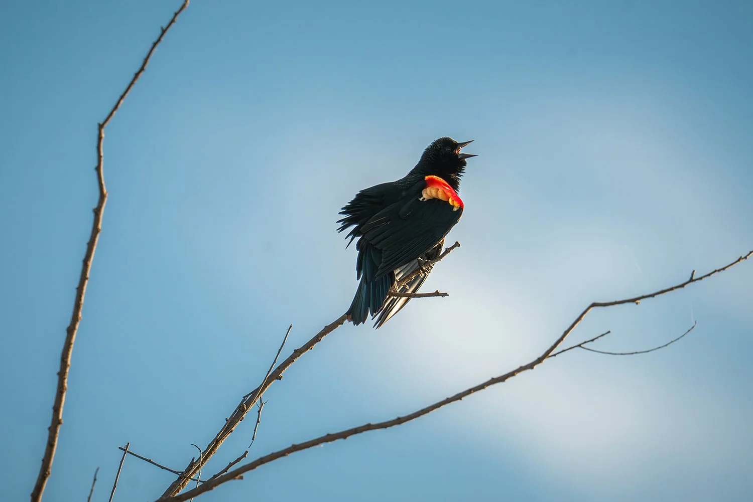 Two black birds with red and yellow markings on their shoulders perched on a barren tree branch, singing against a clear blue sky.