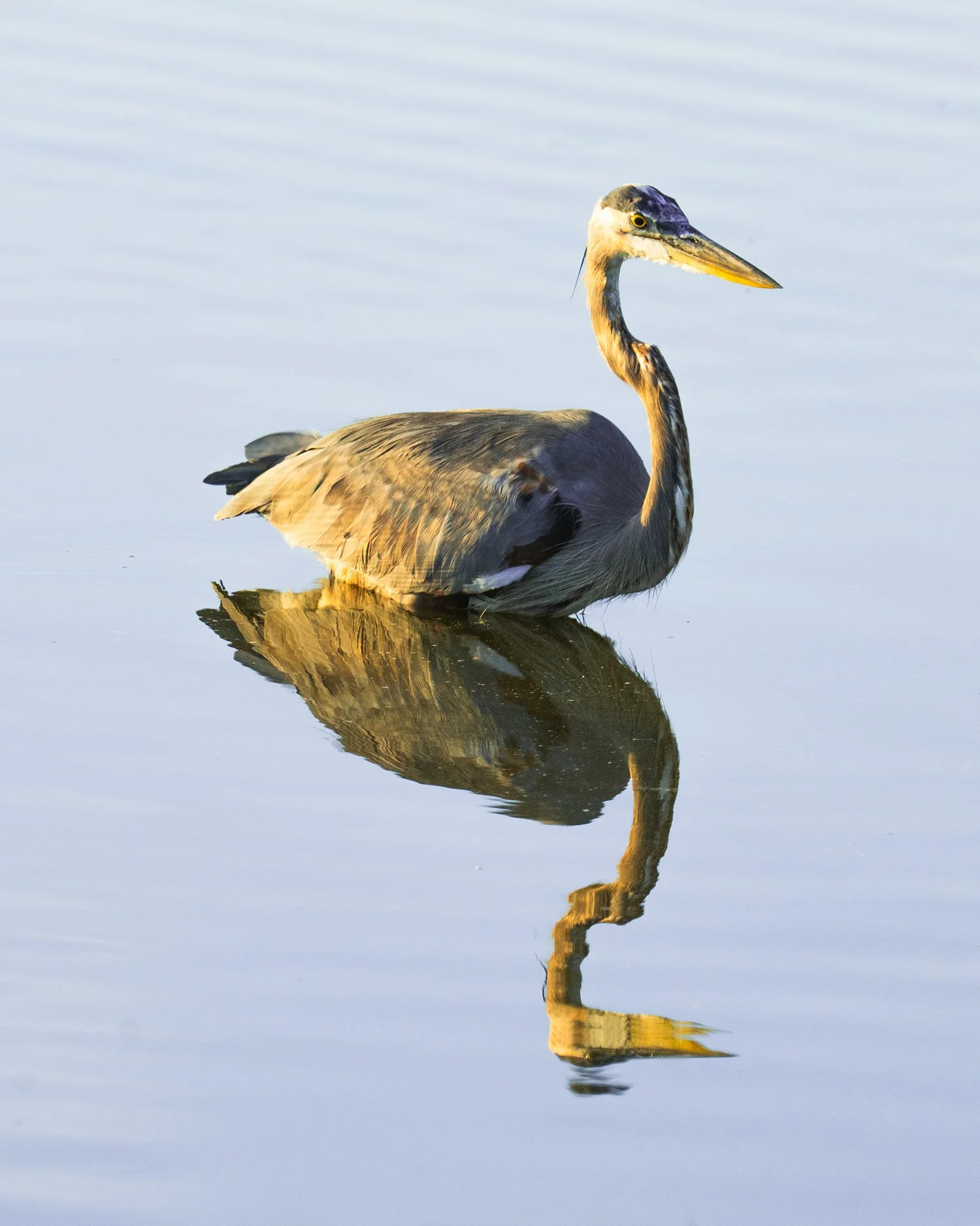 A heron standing in shallow water with its reflection visible beneath it.