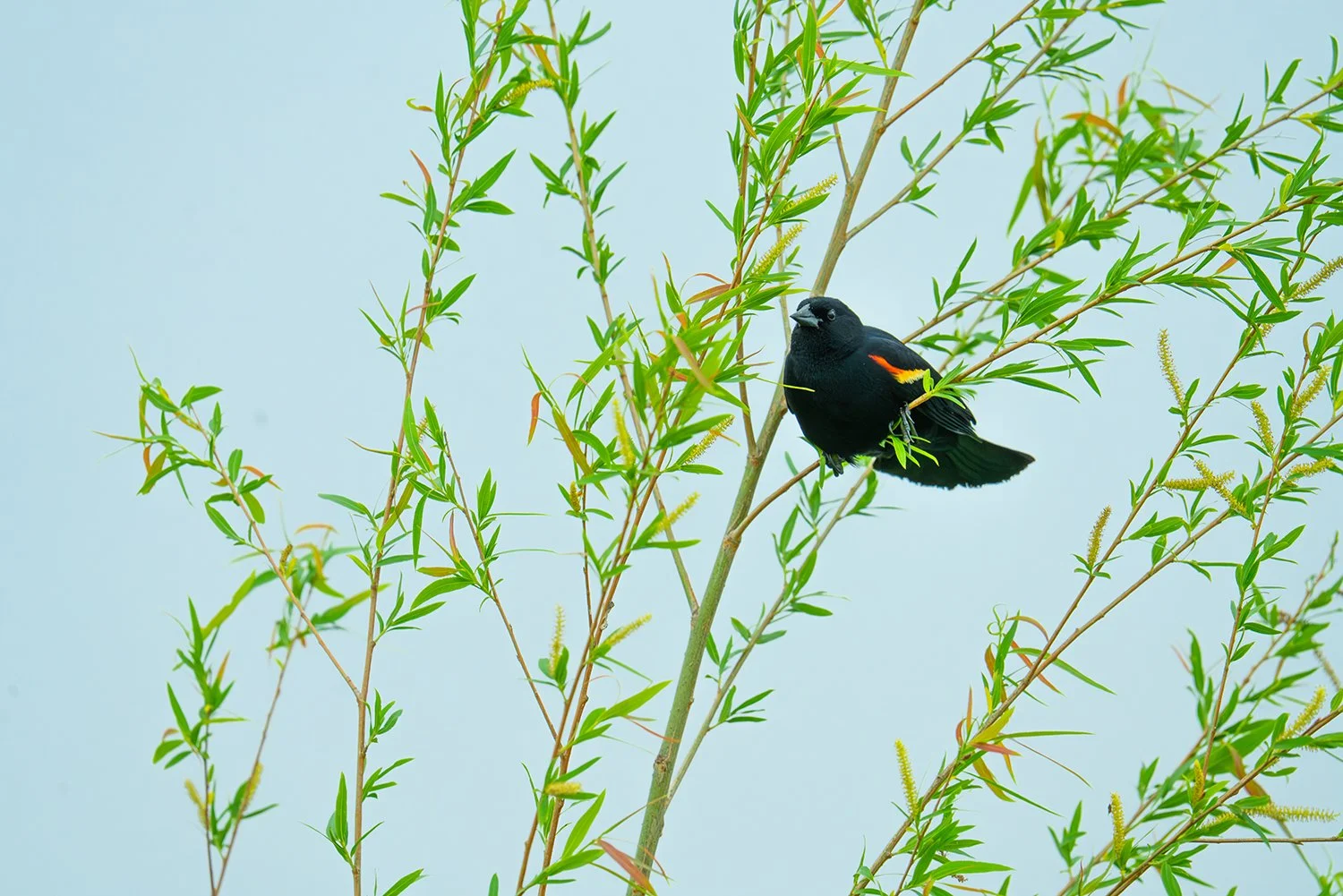 A black bird with red and yellow markings on its wings perched on a green leafy branch against a light blue background.