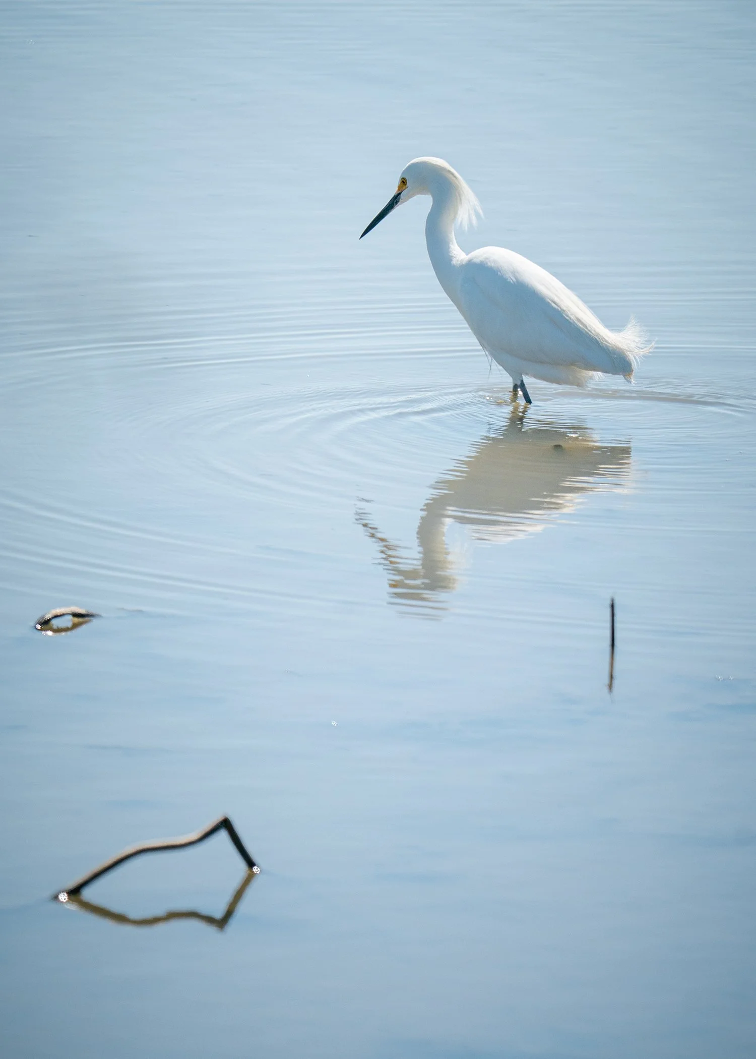 A white heron standing in shallow water, reflected on the surface, with blurred branches in the foreground.