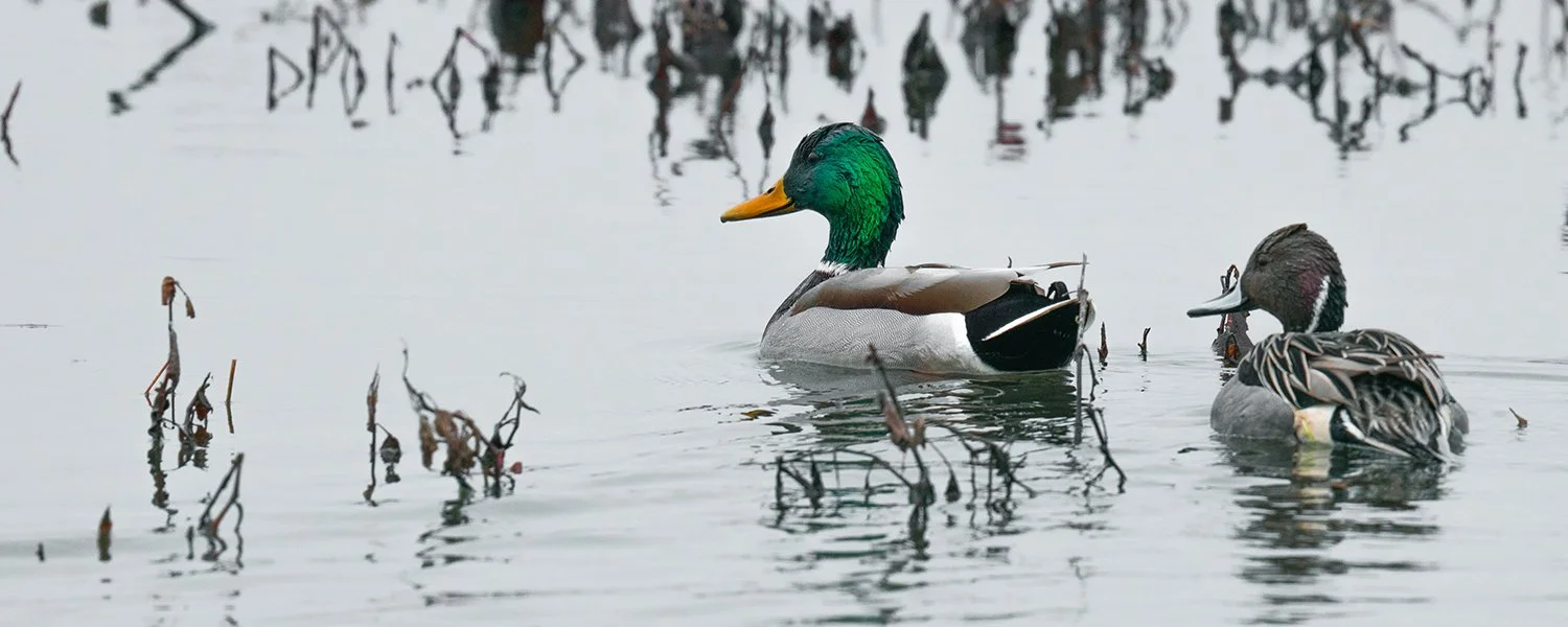 Two ducks swimming in a body of water with dried plants and reflections in the background.