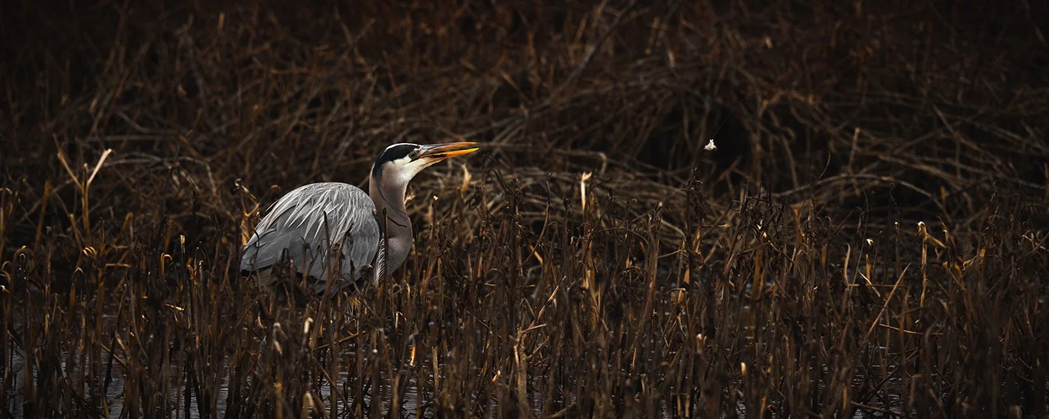 A heron standing in a marsh surrounded by dry, brown reeds, with a duck in its beak.