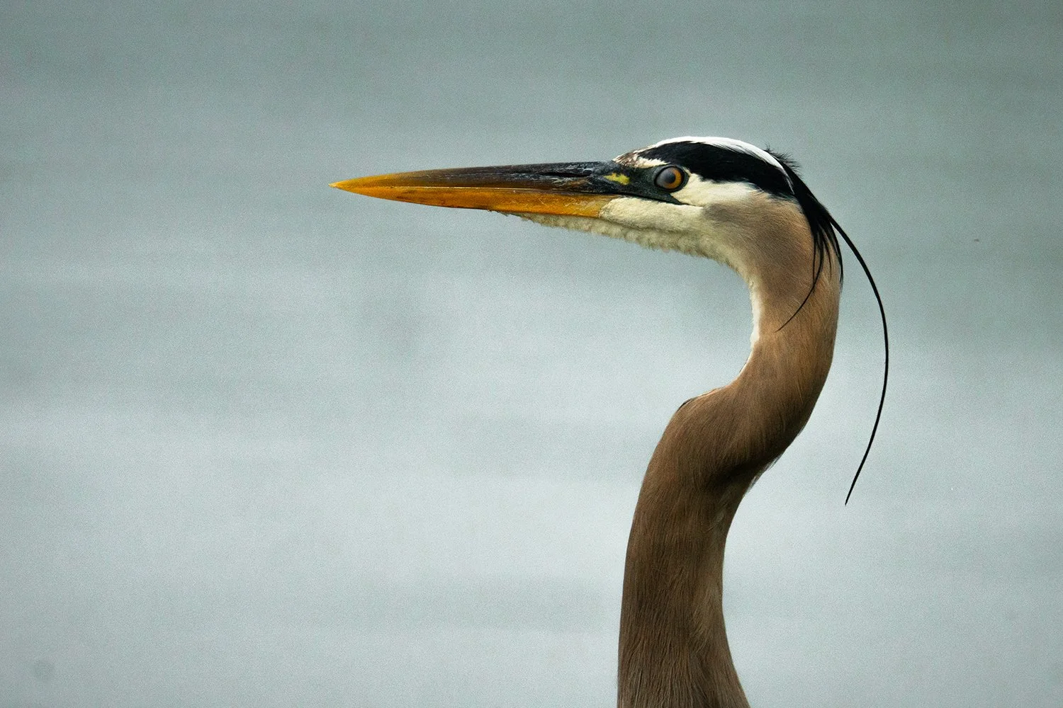 A close-up of a heron with a long, pointed yellow beak, black and white head markings, black crest feathers, and a brown neck, against a gray background.