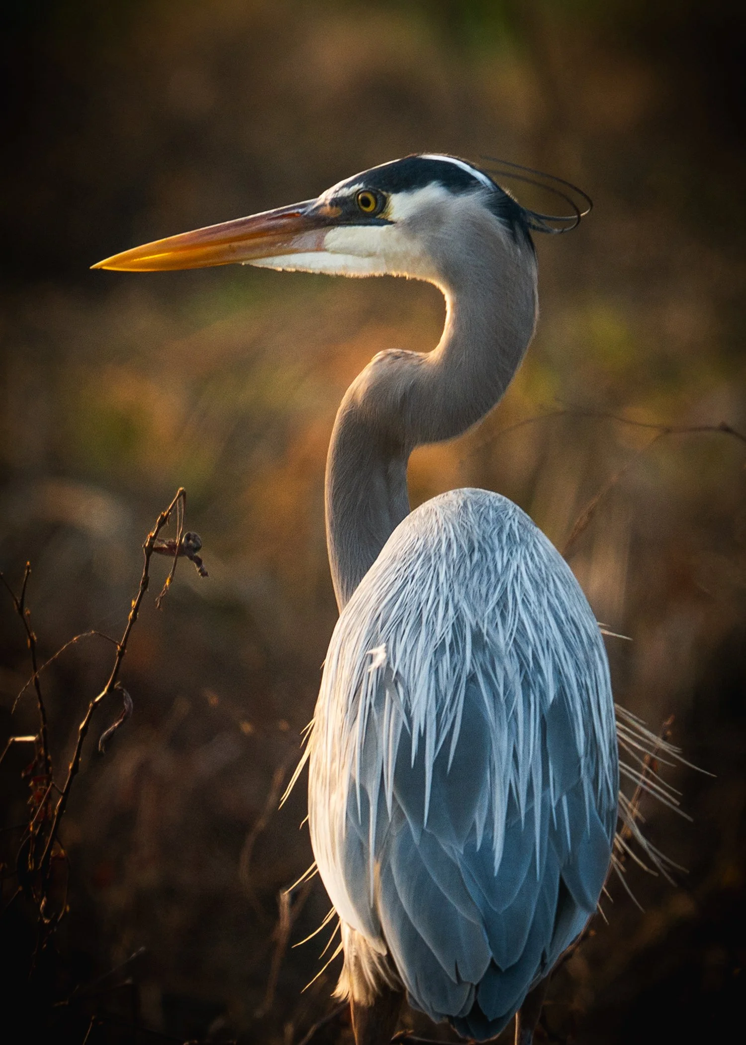 A heron with a long yellow-orange beak, gray and white plumage, and a black crest on its head standing among dark, blurry foliage and branches.