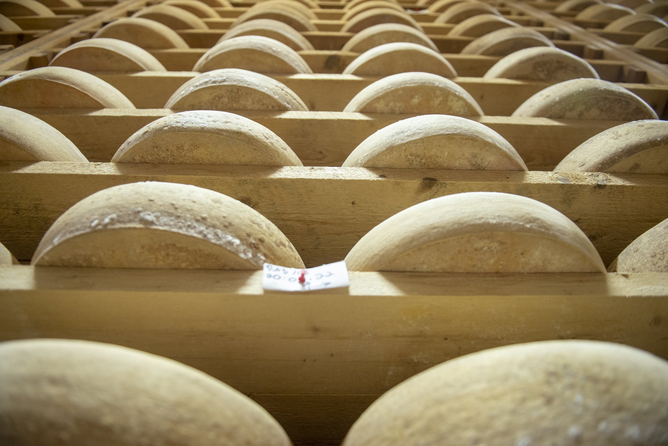  Looking up at many wheels of Alpha Tolman aging on wooden racks 