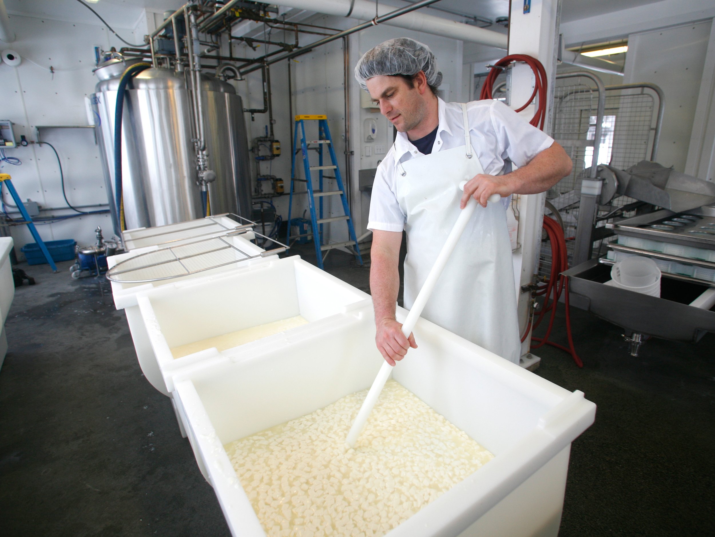  Cheesemaker stirring a vat of Harbison curd 