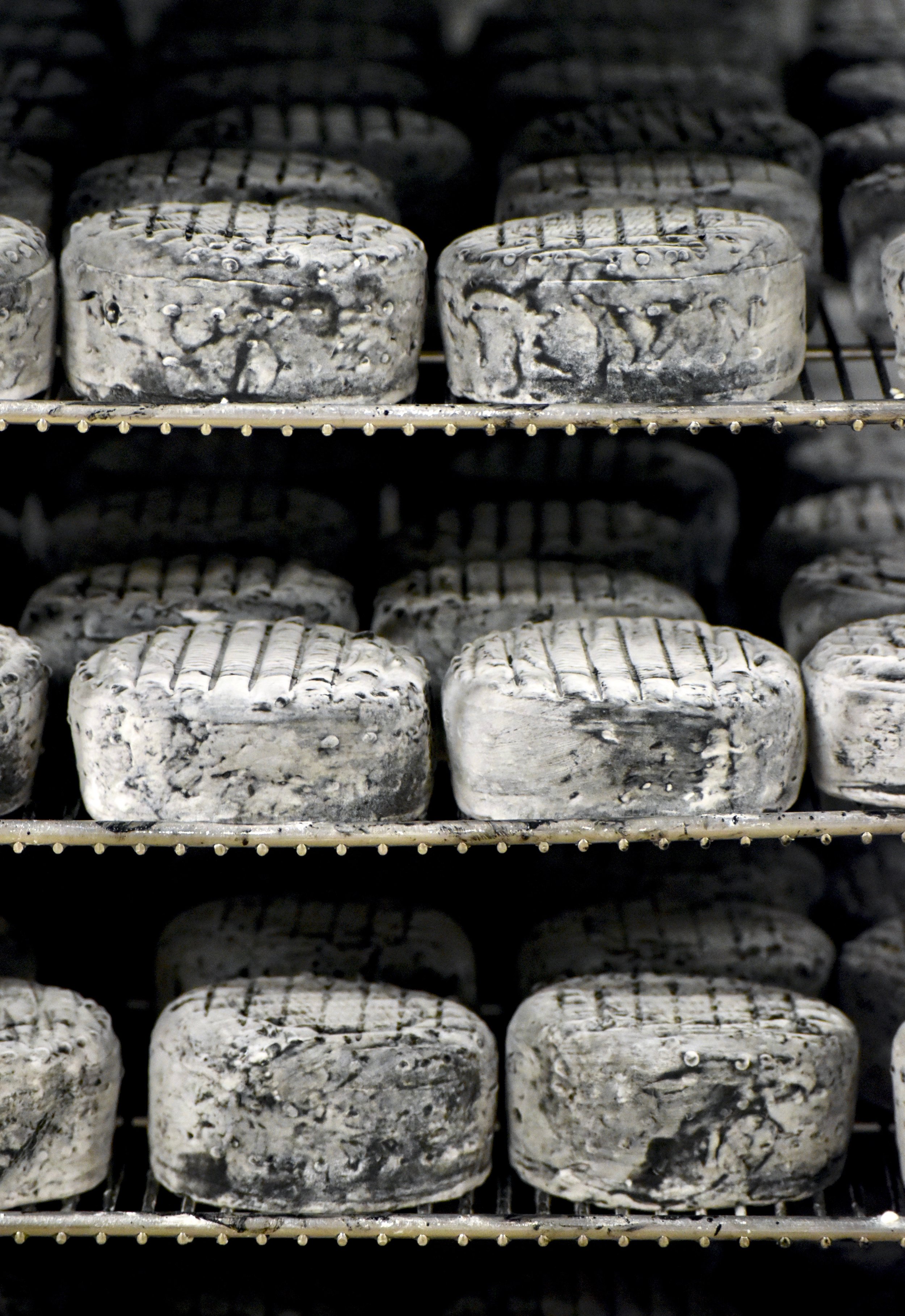  Ash-ripened cheeses aging in the cellars 