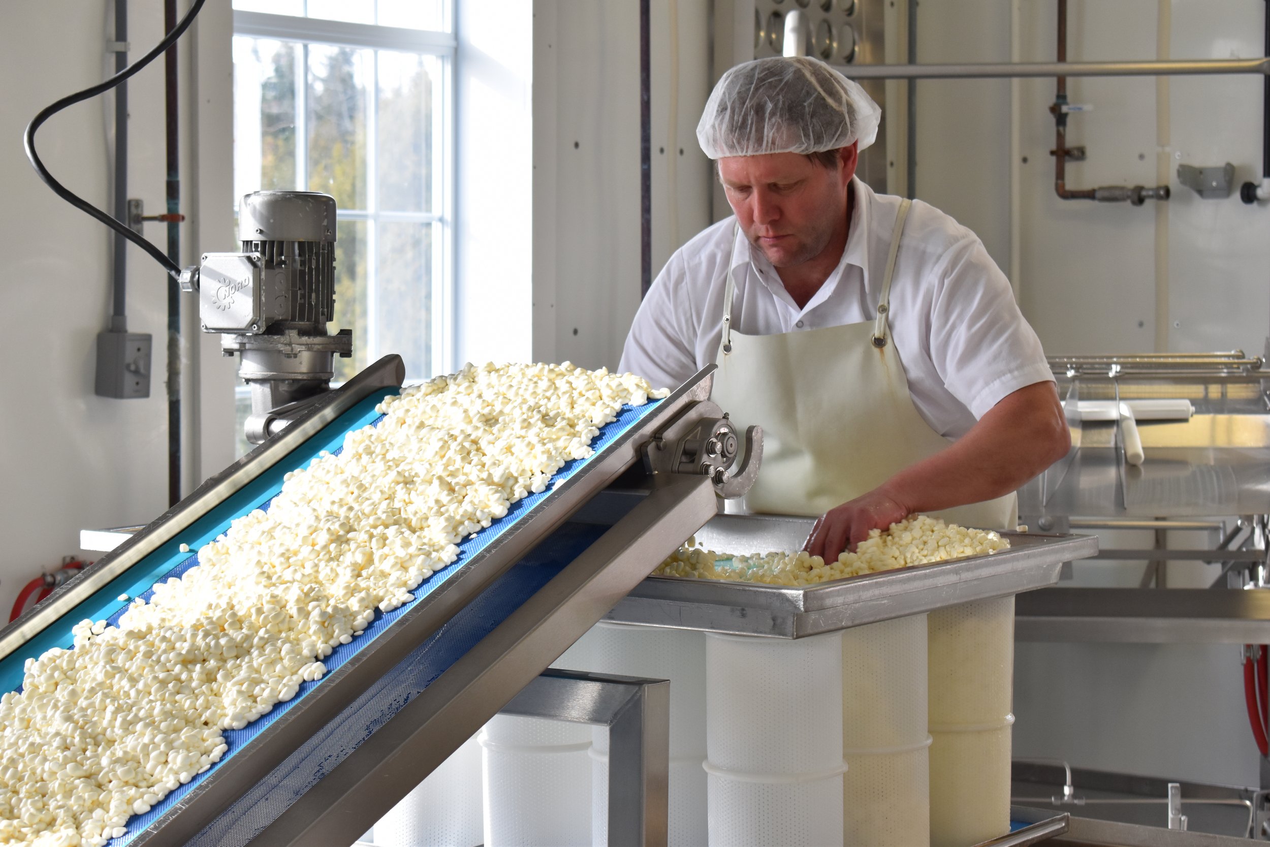 Cheesemaker ushering fresh Bayley Hazen curds into their molds