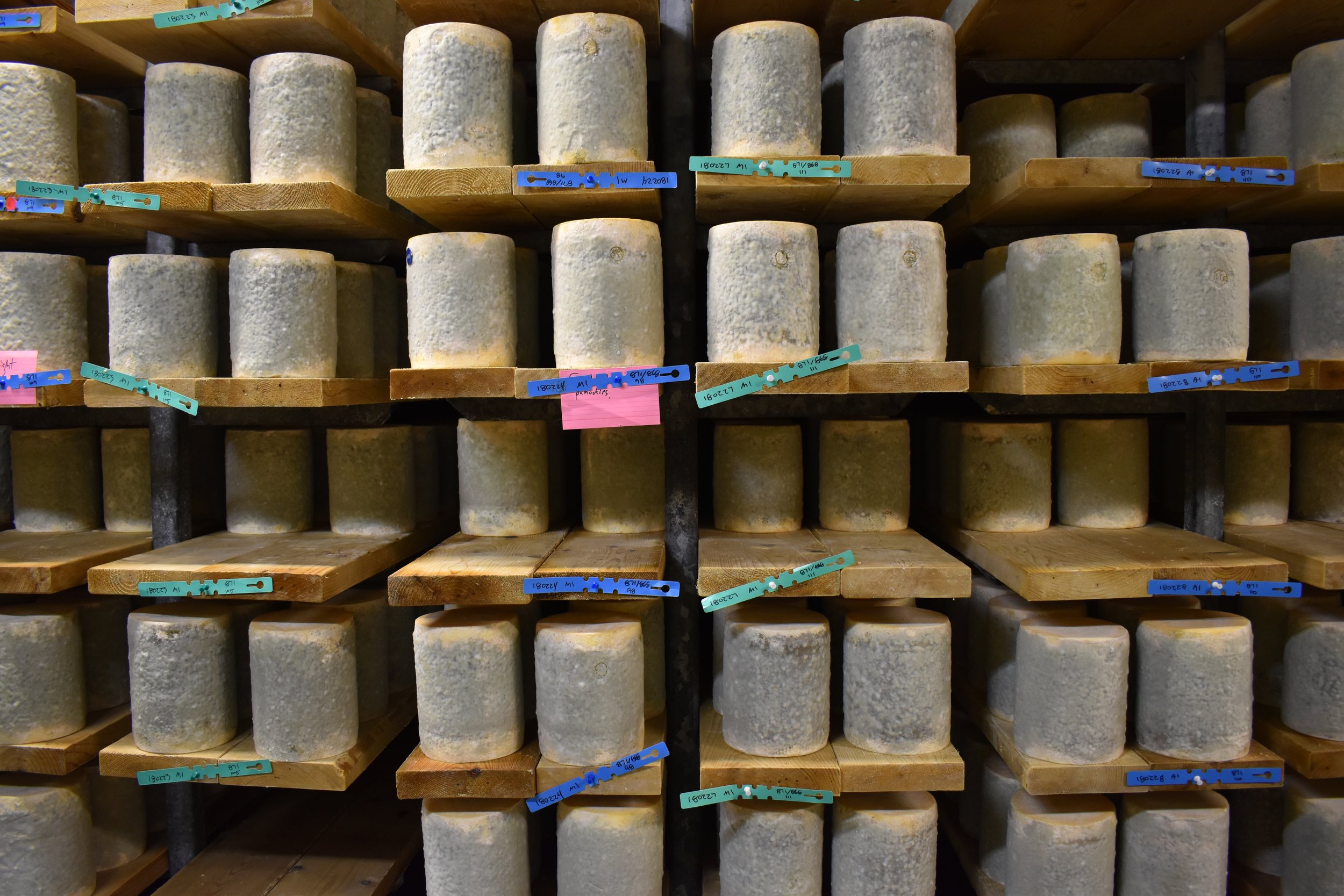 Young wheels of Bayley Hazen aging on wooden racks in the cellars