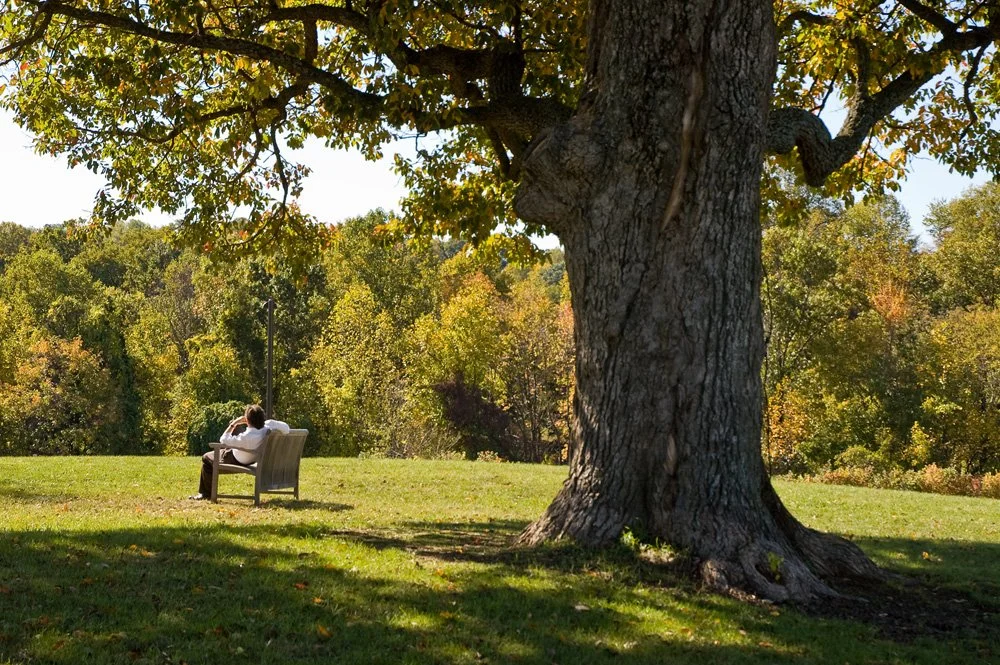 Person sitting on a bench under a large tree in a grassy area with trees in the background.