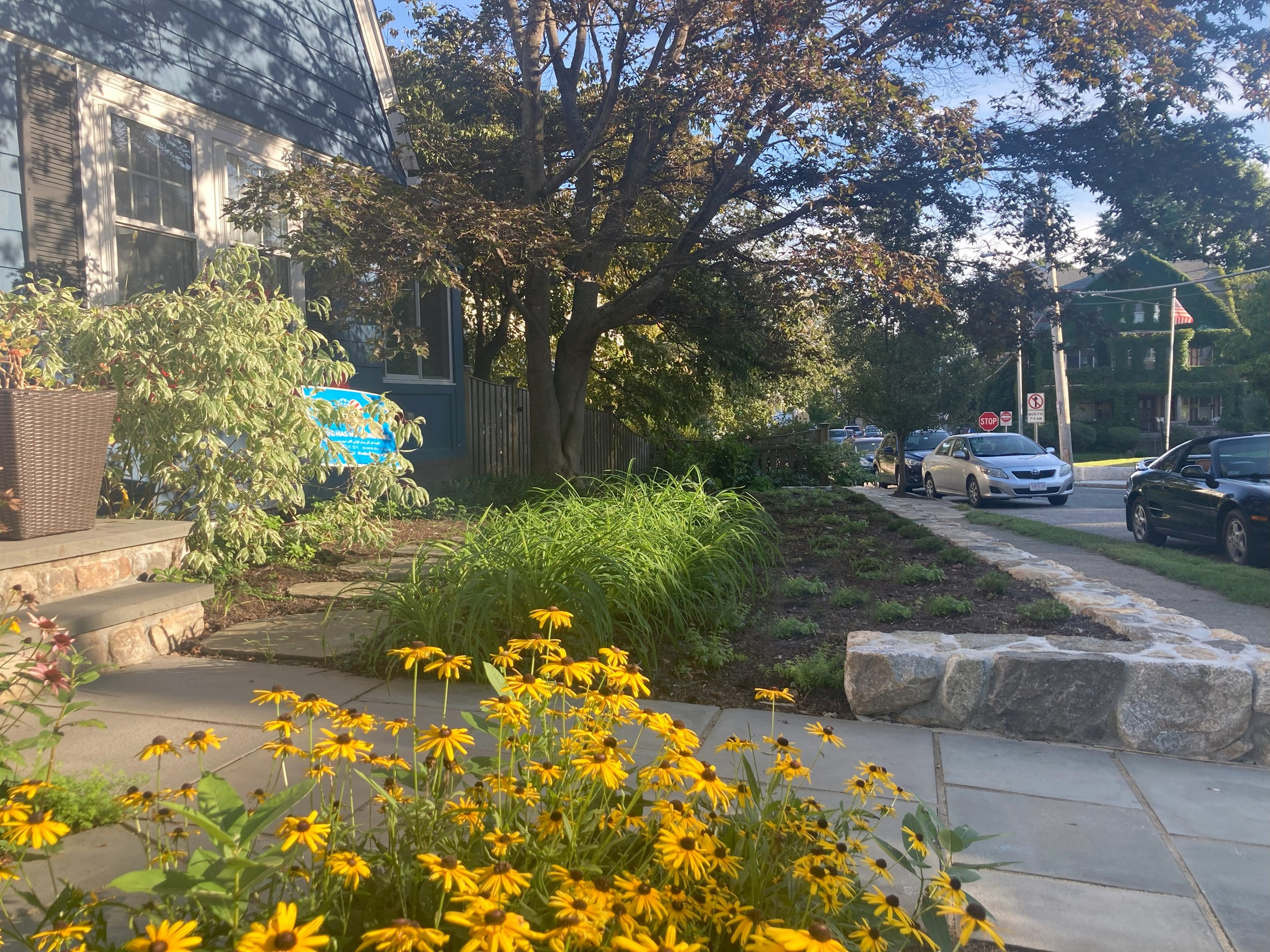 Suburban house with a garden of yellow flowers, a sidewalk, parked cars, and trees under a clear sky.