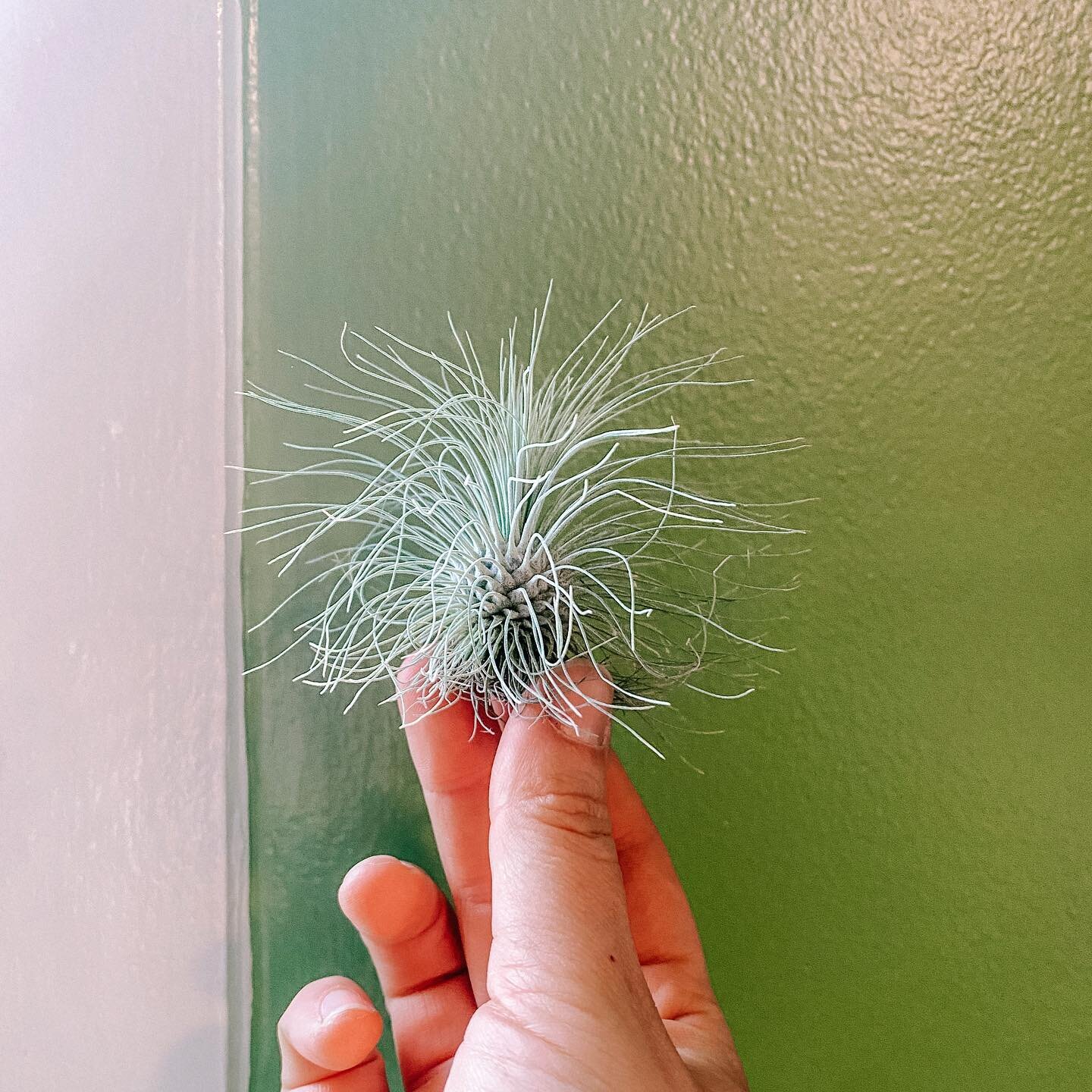 Fresh batch of airplants in for the week&hellip; come check out the new little weirdos!
.
.
.
.
.
.
#tillandsia #tillandsiafuchsii #airplants #pistilxpage #gardinermaine