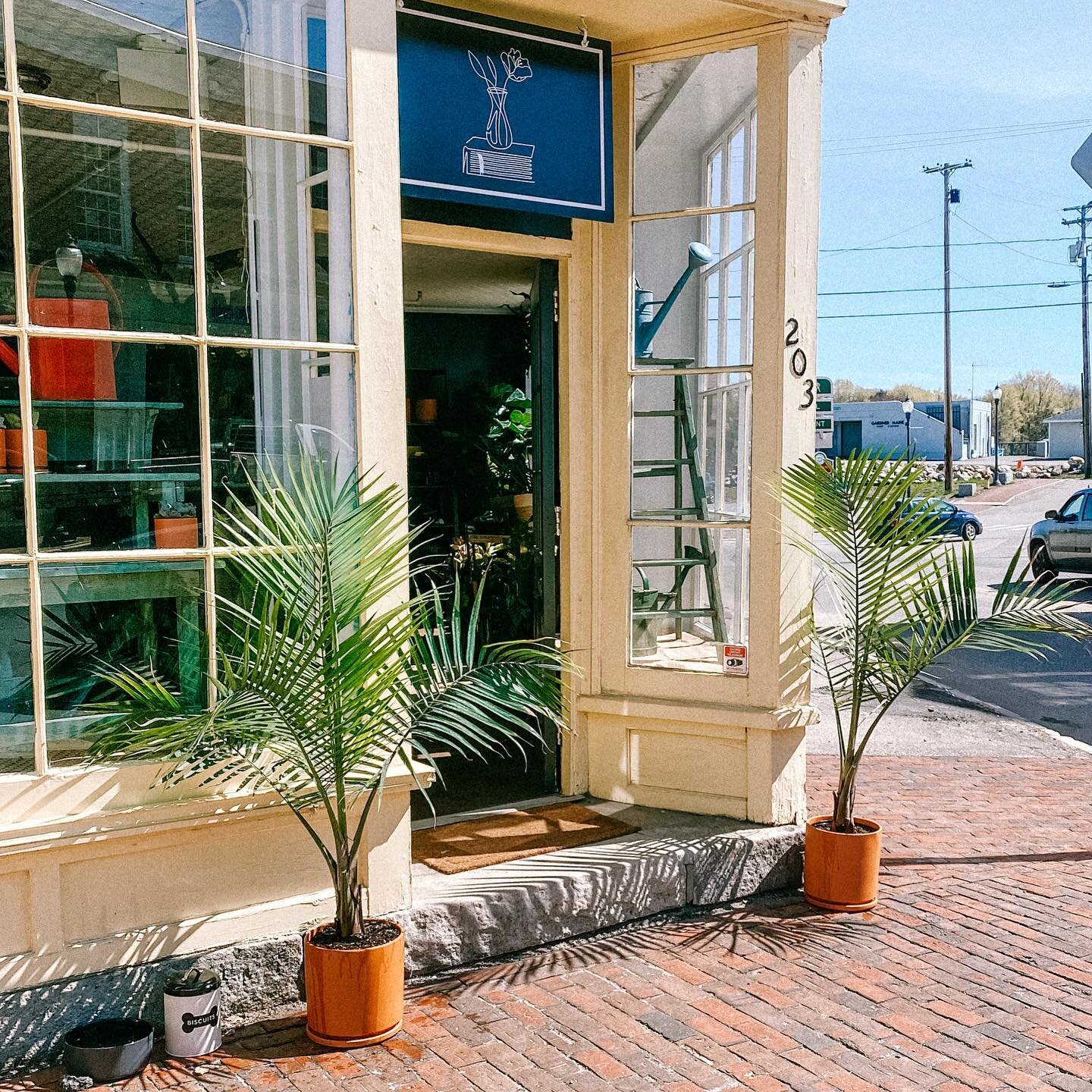 Official forecast: plants outside weather! 
.
.
.
.
.
.
.
#majestypalm #raveneamajestypalm #houseplantsofinstagram #plantsmakepeoplehappy #pistilxpage #gardinermainstreet #gardinermaine