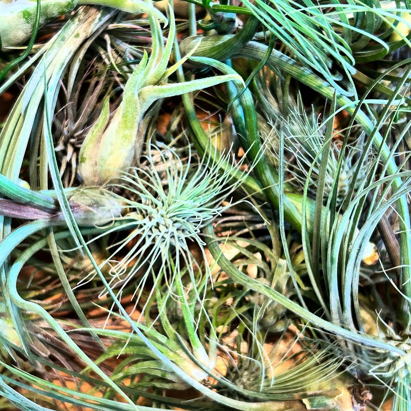 Fresh batch of air plant aliens have landed in the shop! Come check them out&hellip; here until 6:00.
.
.
.
.
.
.
.
.
.
.
#tillandsia #airplants #pistilxpage #gardinermaine #houseplants