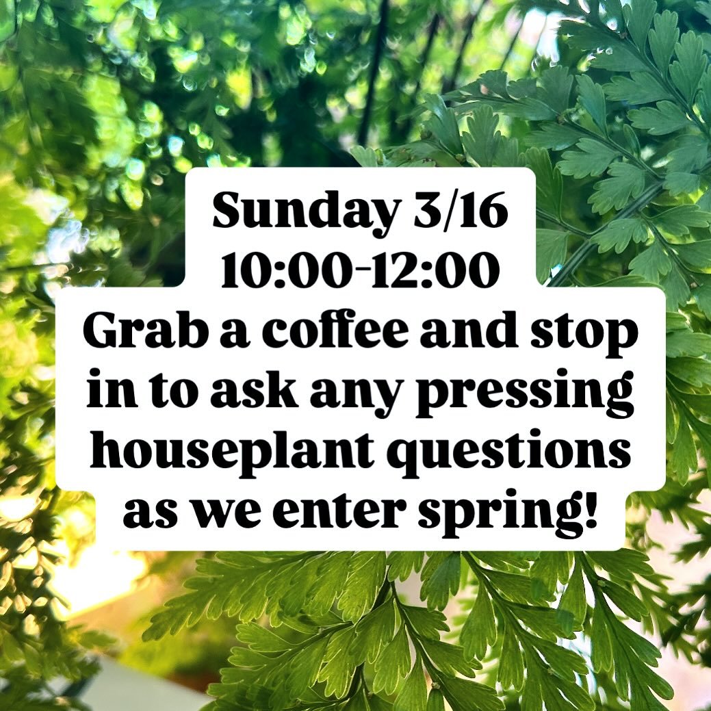 SUNDAY: Stop in from 10-12 with your houseplant care questions! Photos are encouraged! My one request is please DO NOT bring any physical plants into the shop as a preventative step against contamination. Excited to see you!
.
.
.
.
.
.
.
.
.
#housep