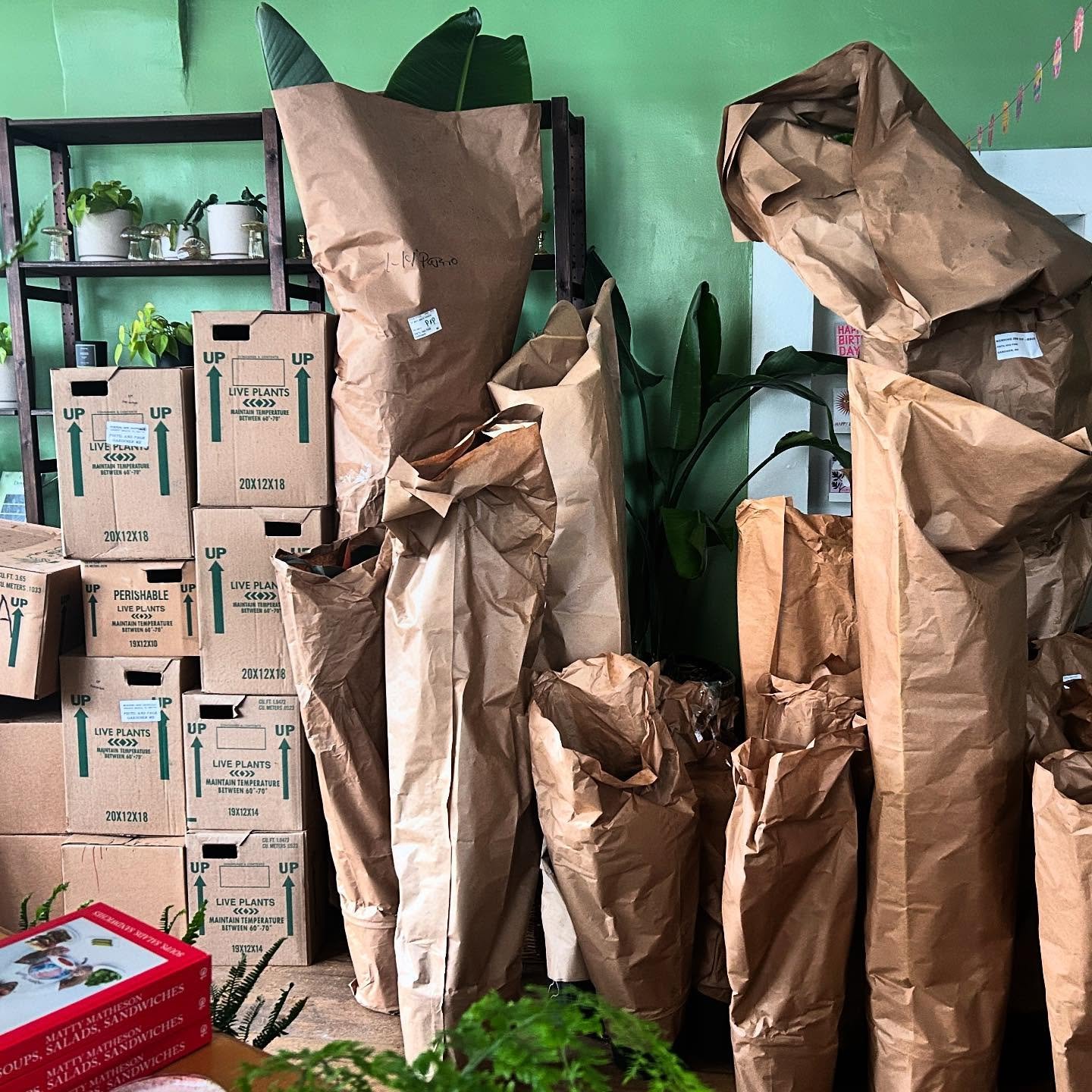 Reminder: closed today (4/6) to process our plant order! Stayed tuned for some sneak peeks!
.
.
.
.
.
.
.
#plantdelivery #pistilxpage #gardinermaine #gardinermainstreet