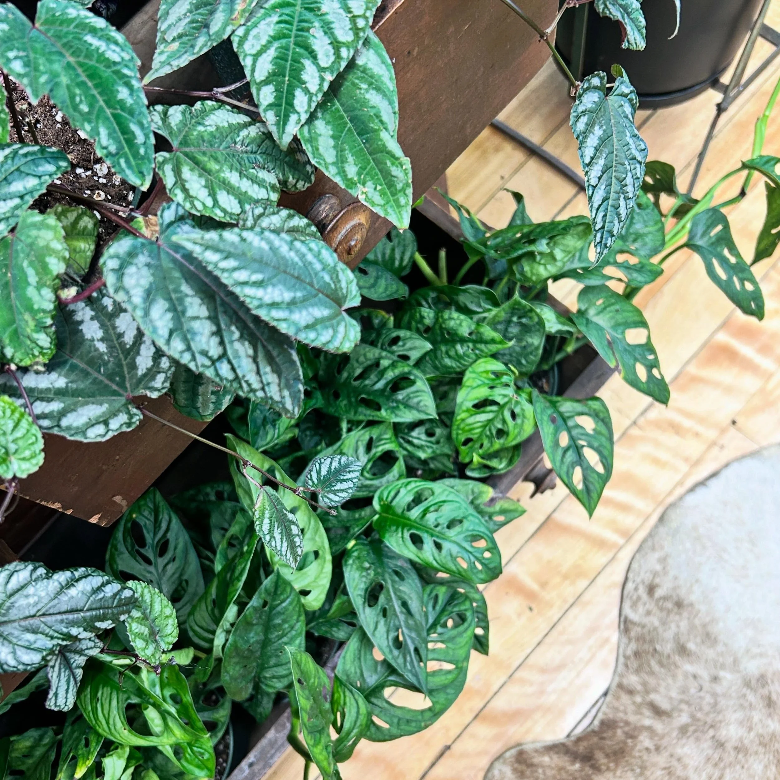 Our drawers run-eth over! Come grab some some greenery to breath some fresh life into your place&hellip; here until 5:00 today and EXTENED HOURS until 7:00 Saturday for the fireworks. Come check out our space.
..
.
.
.
.
.
#shopsmall #augustamaine #s