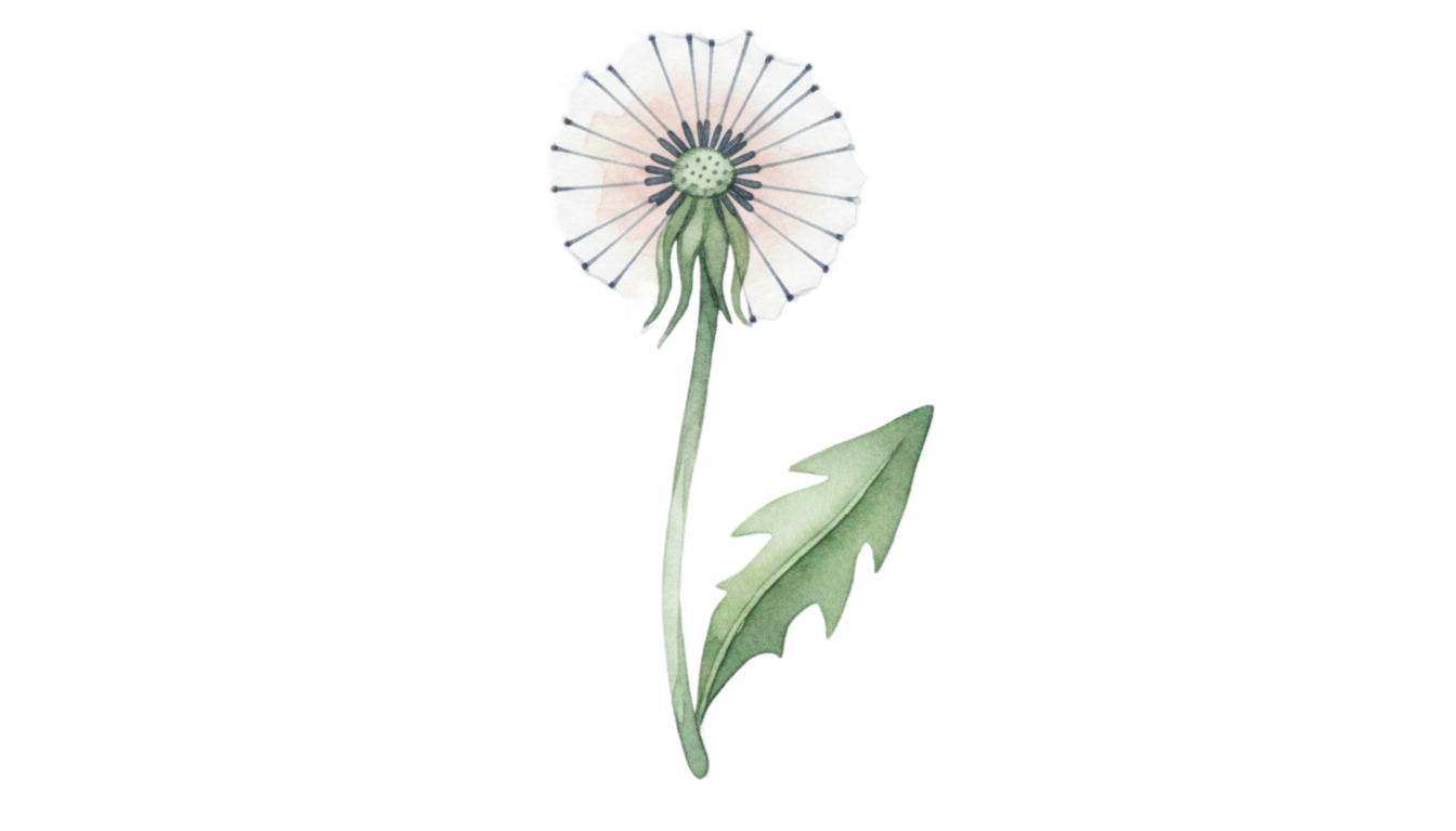 Illustration of a dandelion flower with a stem and leaf.
