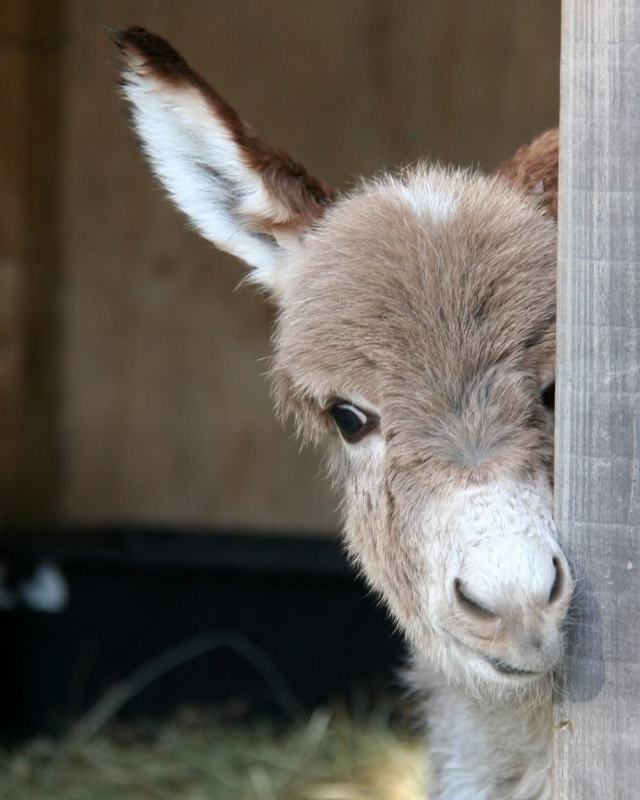 Out we went into the yard and George ran out into the sun. Since he&rsquo;d figured out running, he&rsquo;d been showing it off, speeding up and down the length of the barnyard, braying and kicking up dirt. His auntie Muriel, a small donkey whose col