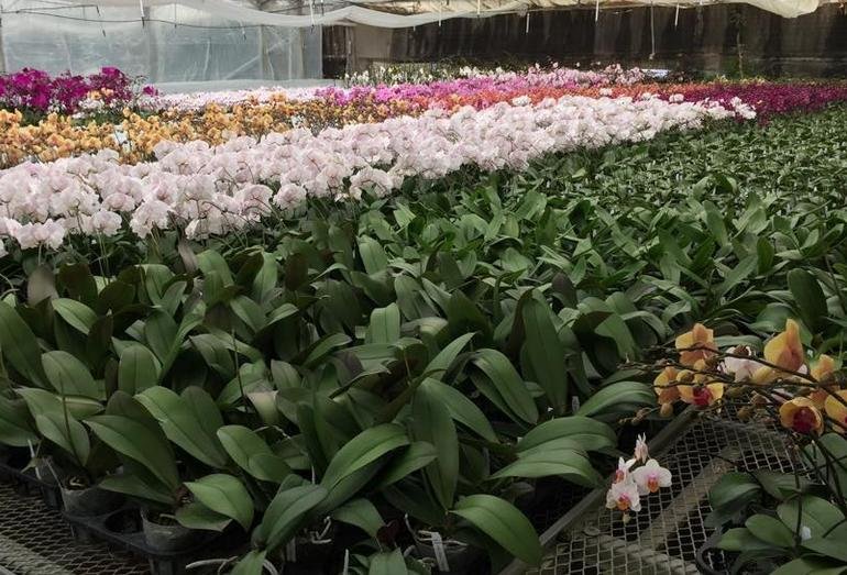 Gubler Orchids Field Trip