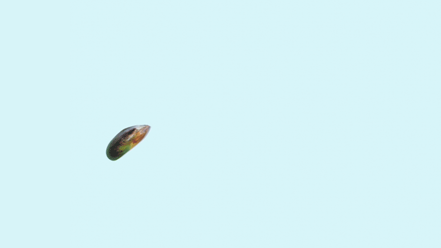 Smartypaws_03.gif