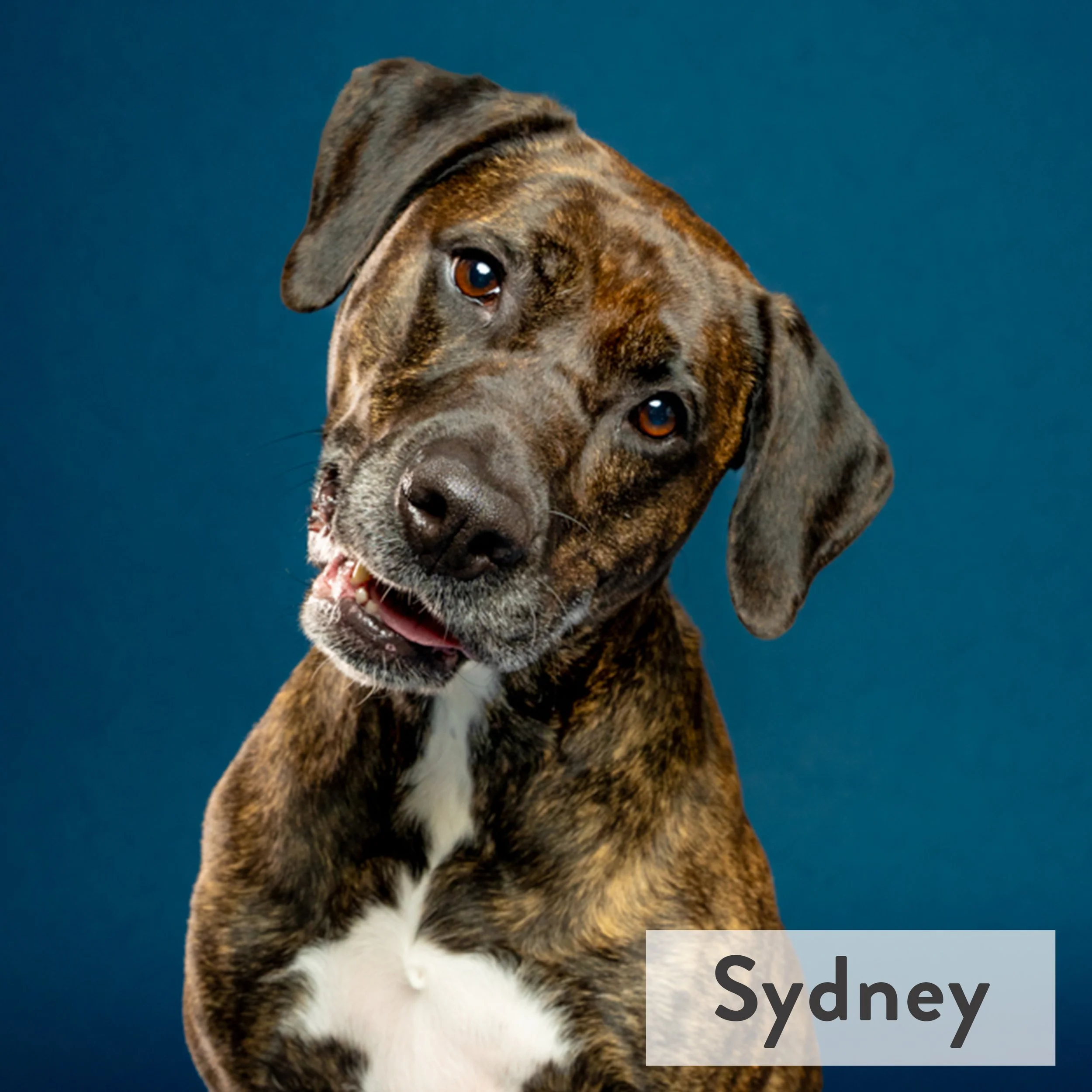 Oh, Syd! She’s DOG personified. Sloppy drinker, messy eater, personal space ignore-er. Syd was born roadside in Mississippi and brought to us by the graces of the Sweet Paws Mafia. Ball is life, but so are her humans - you’ll never meet a cuter weigh
