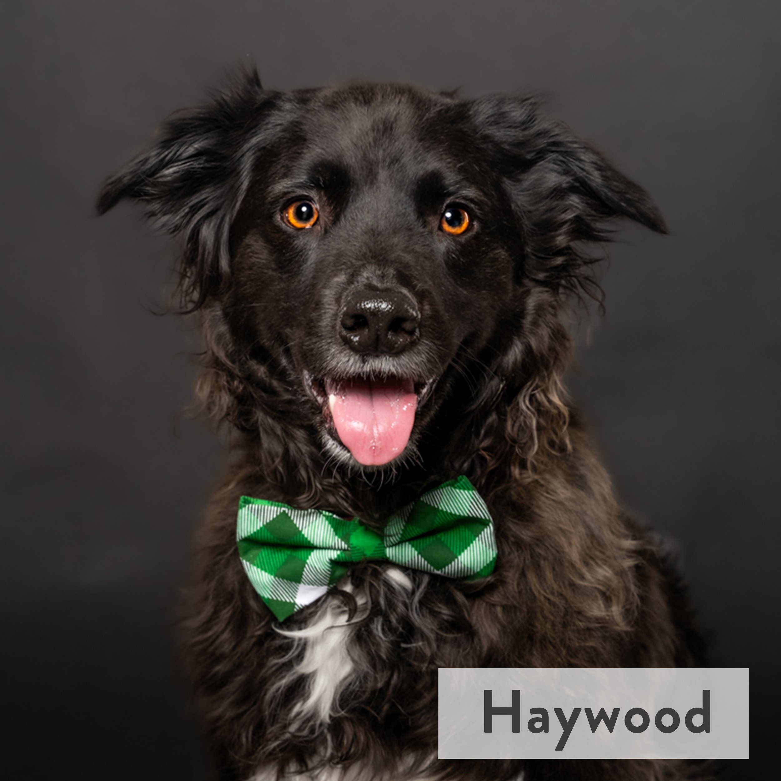 Haywood loves long hikes, conversing with squirrels and cozy campfire snuggles. With a treat in hand, this dapper dog will take on any demand!