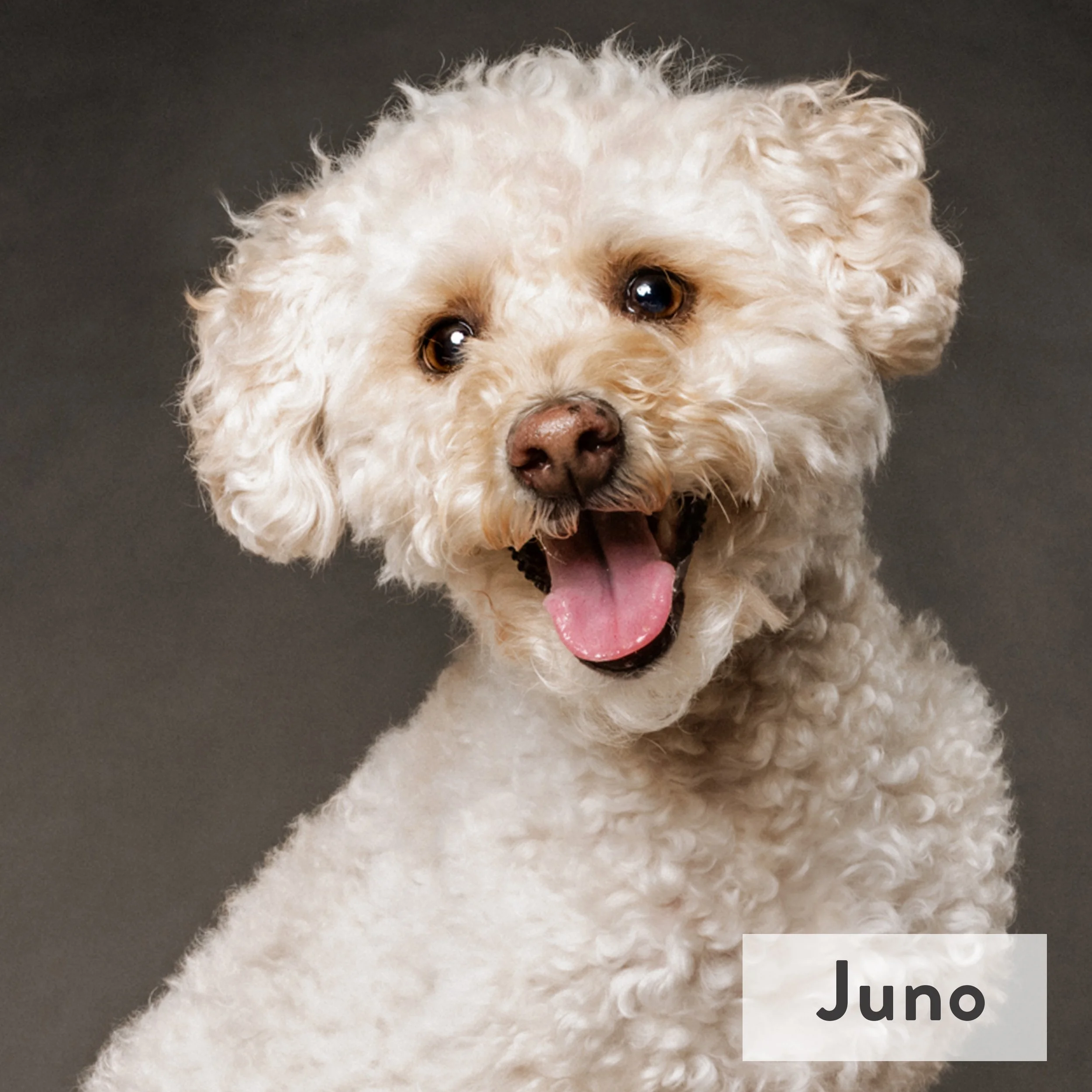 Juno was born in June, chases rabbits with futility, and loves greeting all our visitors!