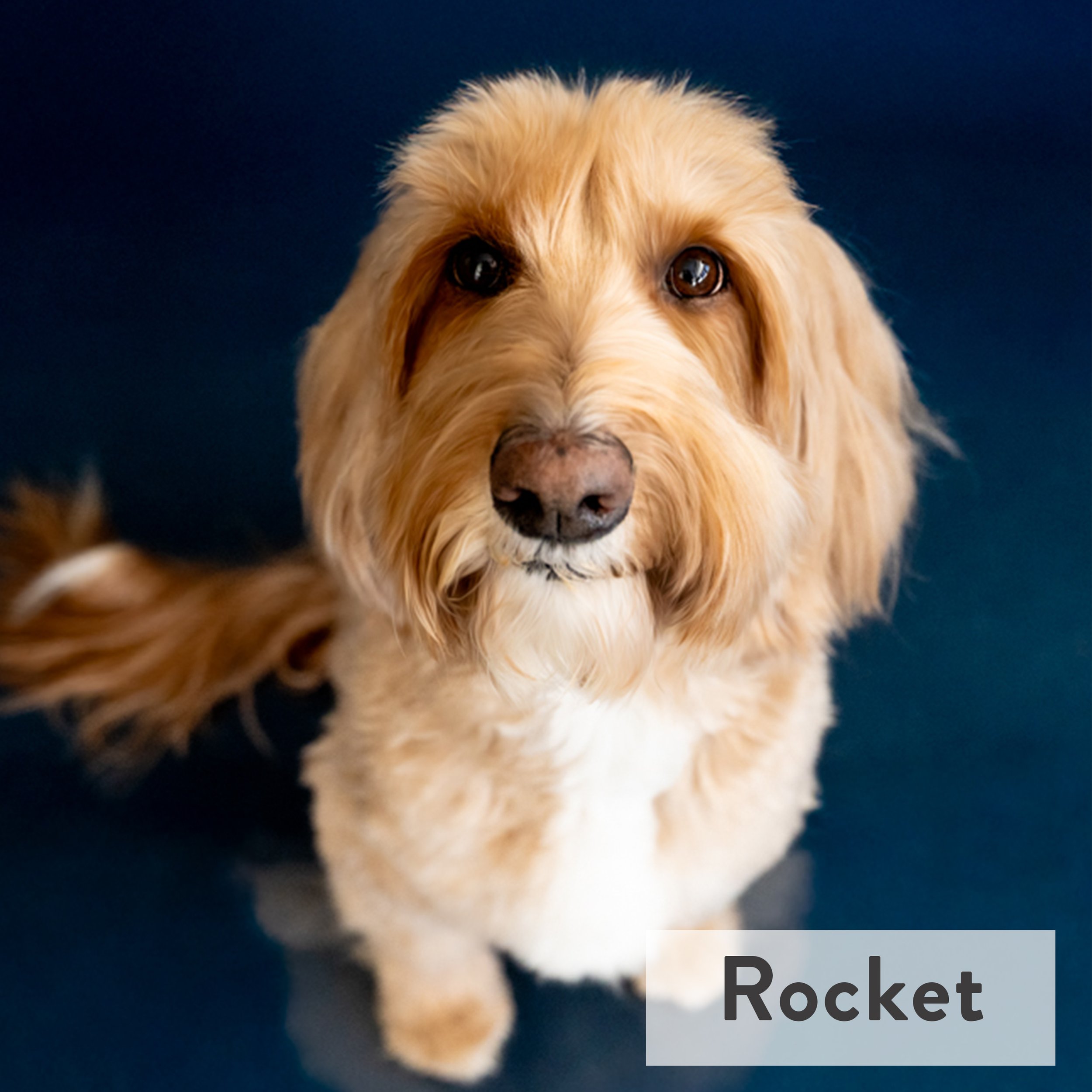 A total softie inside and out, Rocket lives on hugs. He's a gentle soul who's as fast as his name (but still has yet to catch a squirrel!)