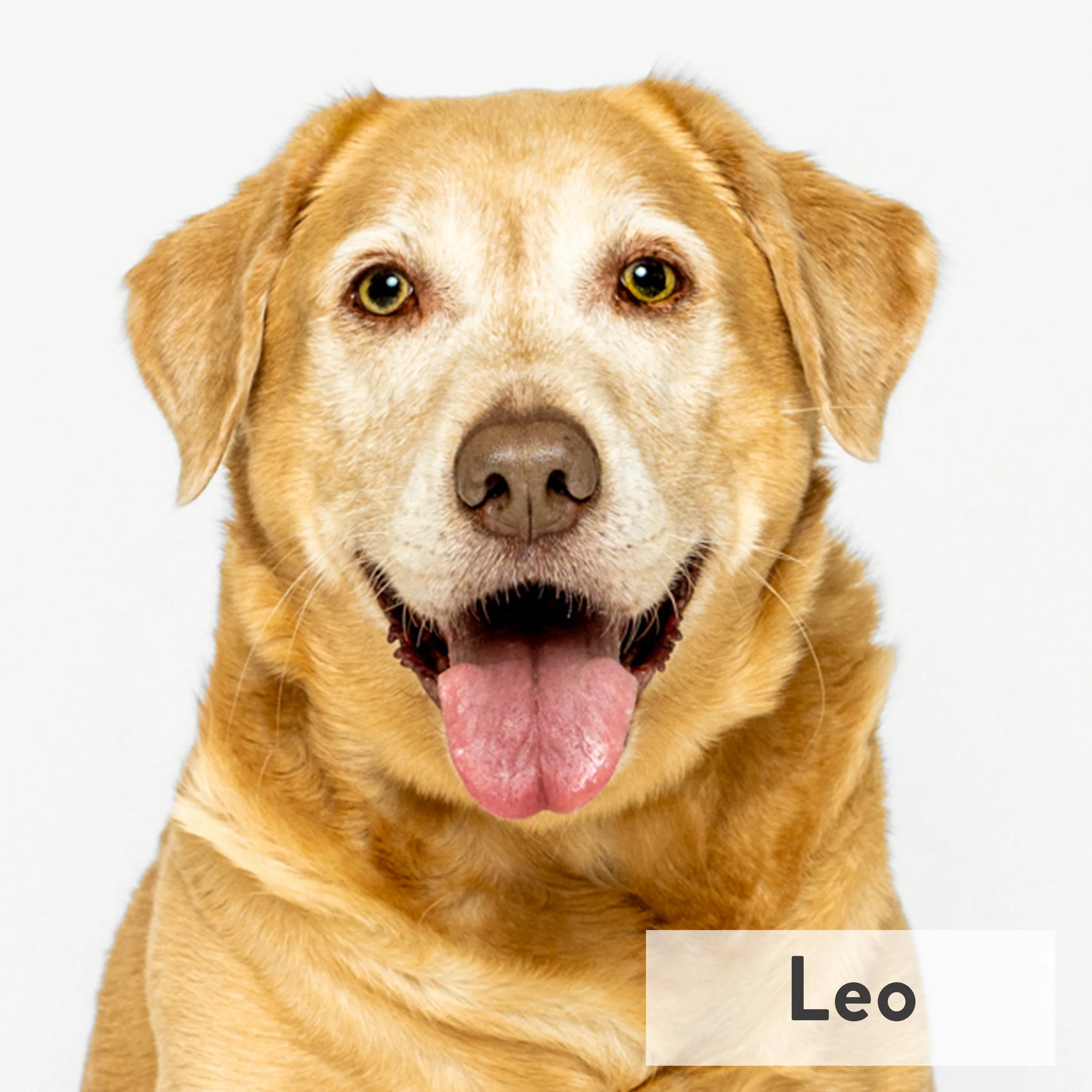 Leo is goofy and funny and loyal to the core, he’s the kind of companion that makes you smile. He is alert and loves to be near people all the time.