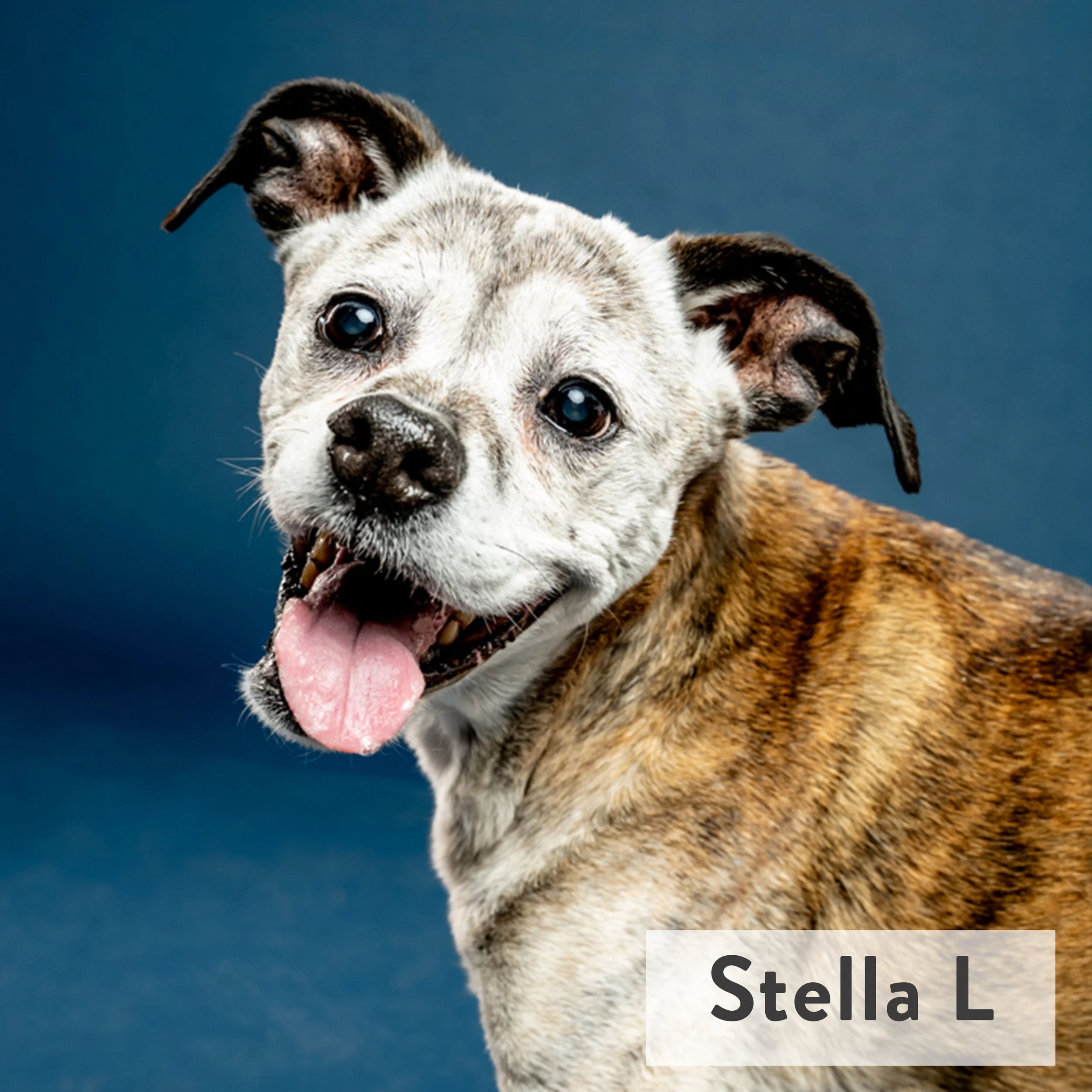 At 14, Stella has tons of spunk! Despite her age, she's known to zoom around her backyard at full speed and could take a kangaroo in a jump contest. While in recharge mode she enjoys prolonged sunny naps, gnawing on cheesy chews, and silently judging