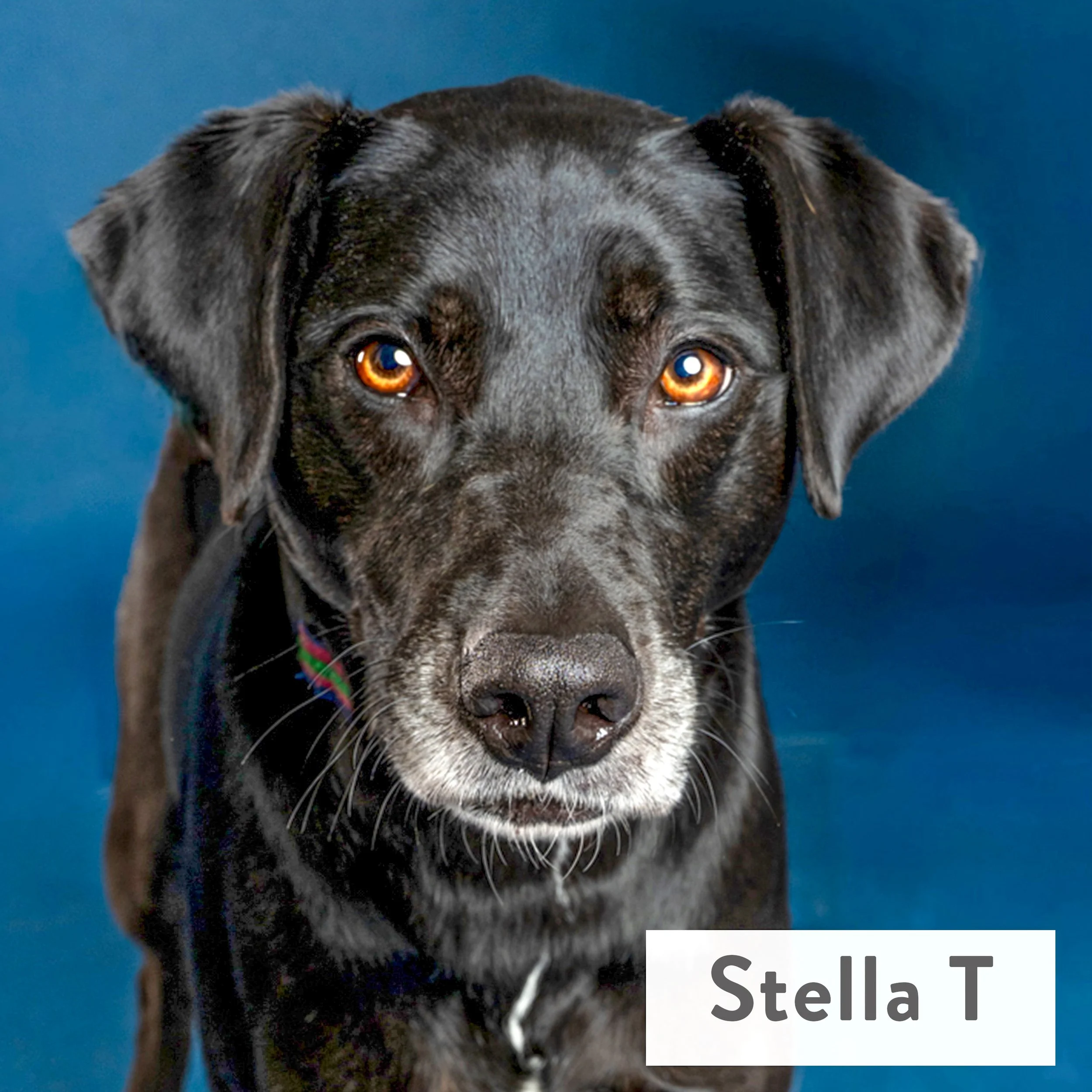 Meet Stella. Aka Stellazy. Aka Stellasleep. Independent. Unbothered. Gifted napper. Has a knack for identifying a comfortable spot in every room she has ever entered within 30 seconds flat. 
People? They're ok. Cuddles? Hard pass. 
She has the situat