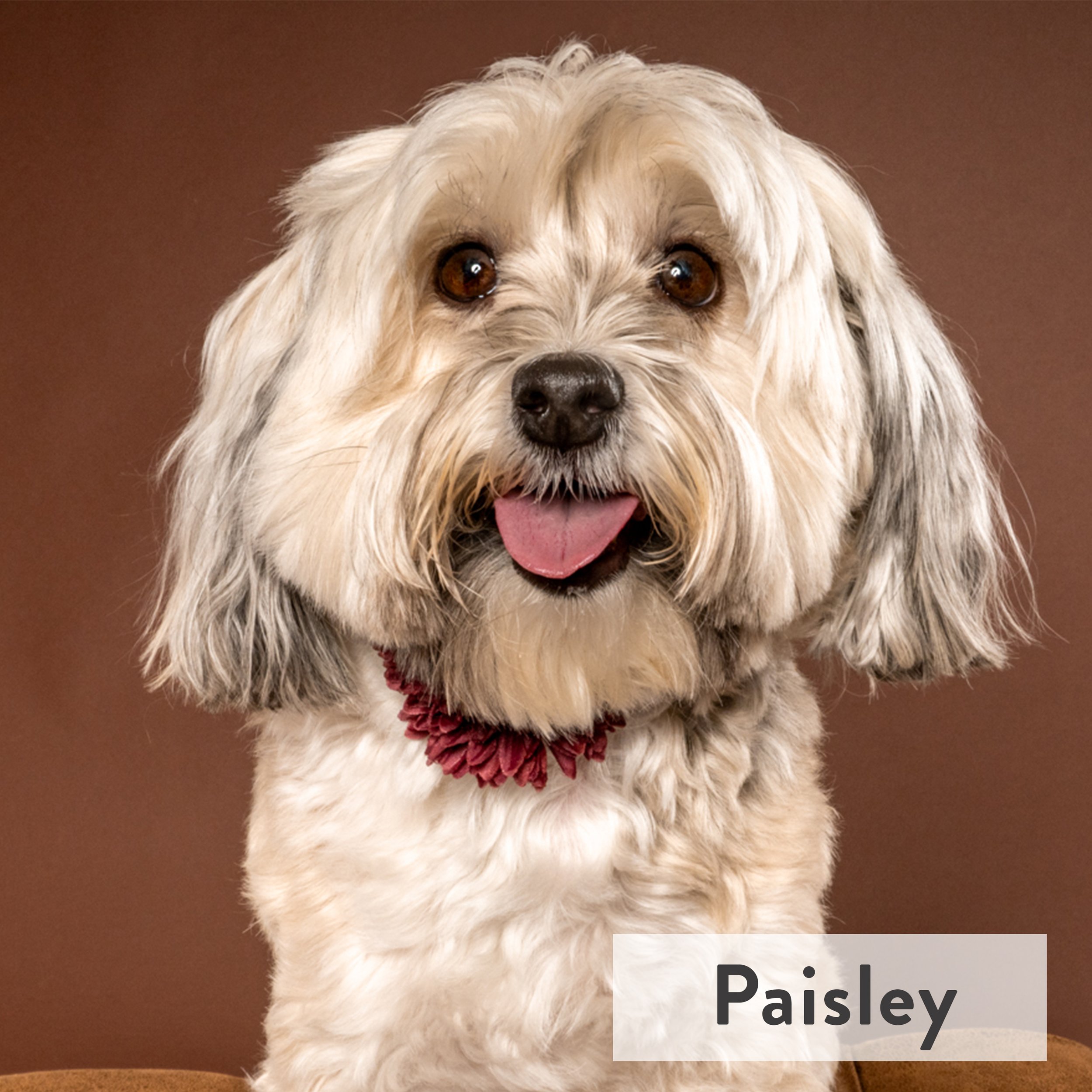 Our pandemic pup Paisley is bubbly and always ready to play! She just wants to be where her humans are and will do zoomies one moment and snuggle the next. Pure love and happiness!