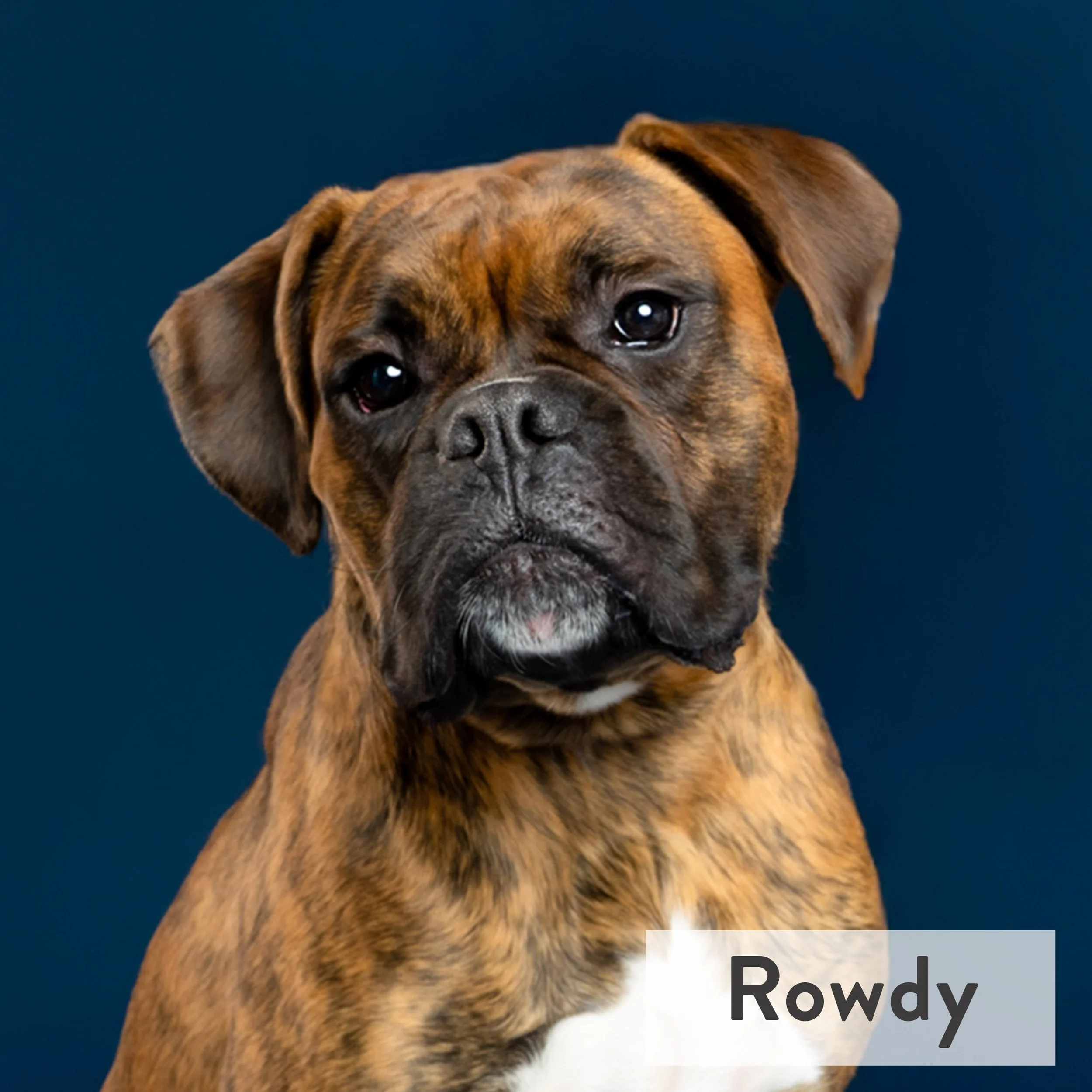 Meet Rowdy. He comes in like a wrecking ball. He is perhaps the most appropriately named dog. Part chaos agent, part velcro. Loud and full of love. He doesn't do anything halfway. If enthusiasm were a volume setting, you'd need earplugs. You'll find 