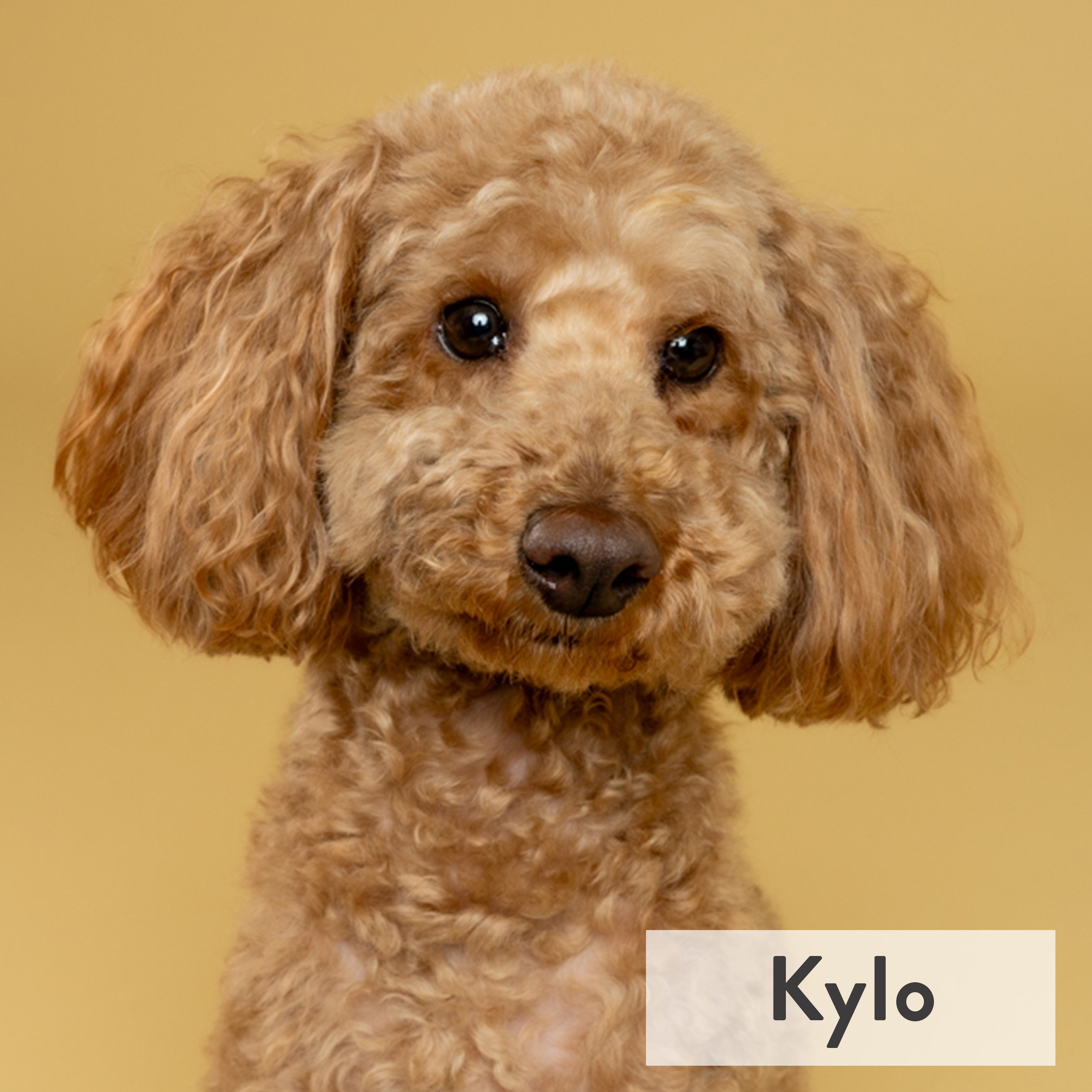 Kylo is a lovable pup and the perfect mix of friendly and playful—always ready to make new friends, whether they have two legs or four. When he’s not busy charming everyone he meets, you can find him doing what he loves most: eating! Treats, snacks, 