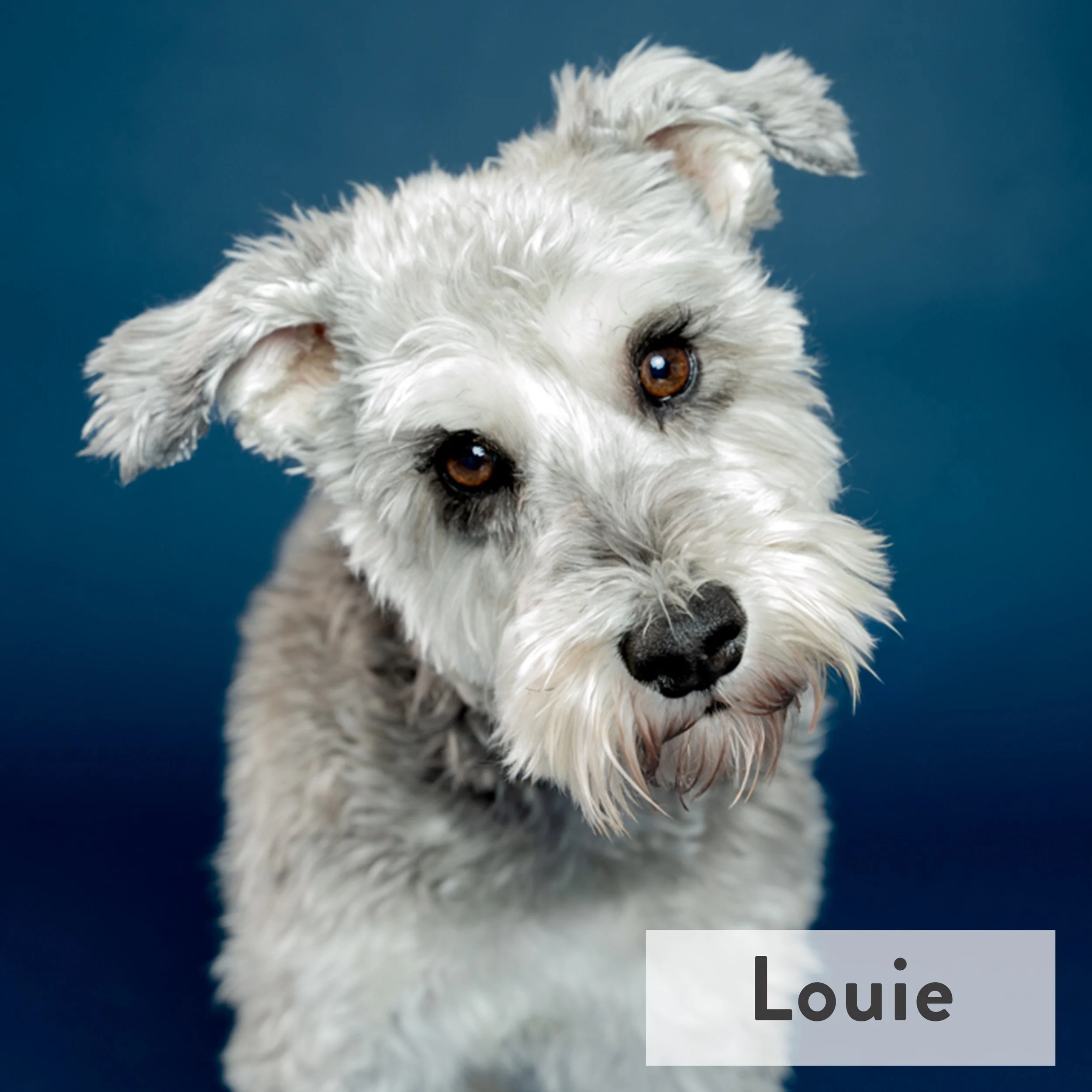 Louie "Zeus" Shapiro, age 6, may be small but he sure is mighty! A spirited professional snack-seeker (he is Greek, after all!), Louie lives for Greek food, a good bone, playtime with his hoomans, daily walks around the neighborhood, and snuggle time