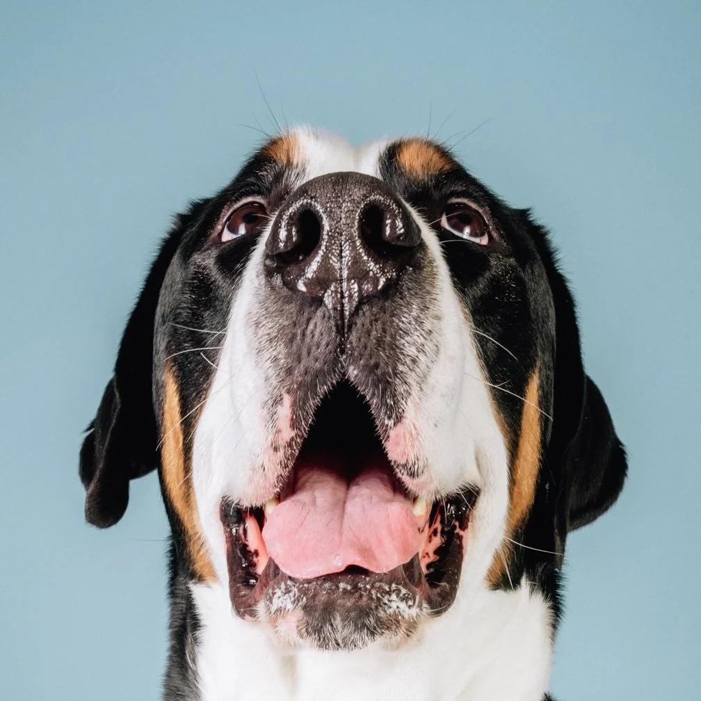 pooch-square-104.jpg