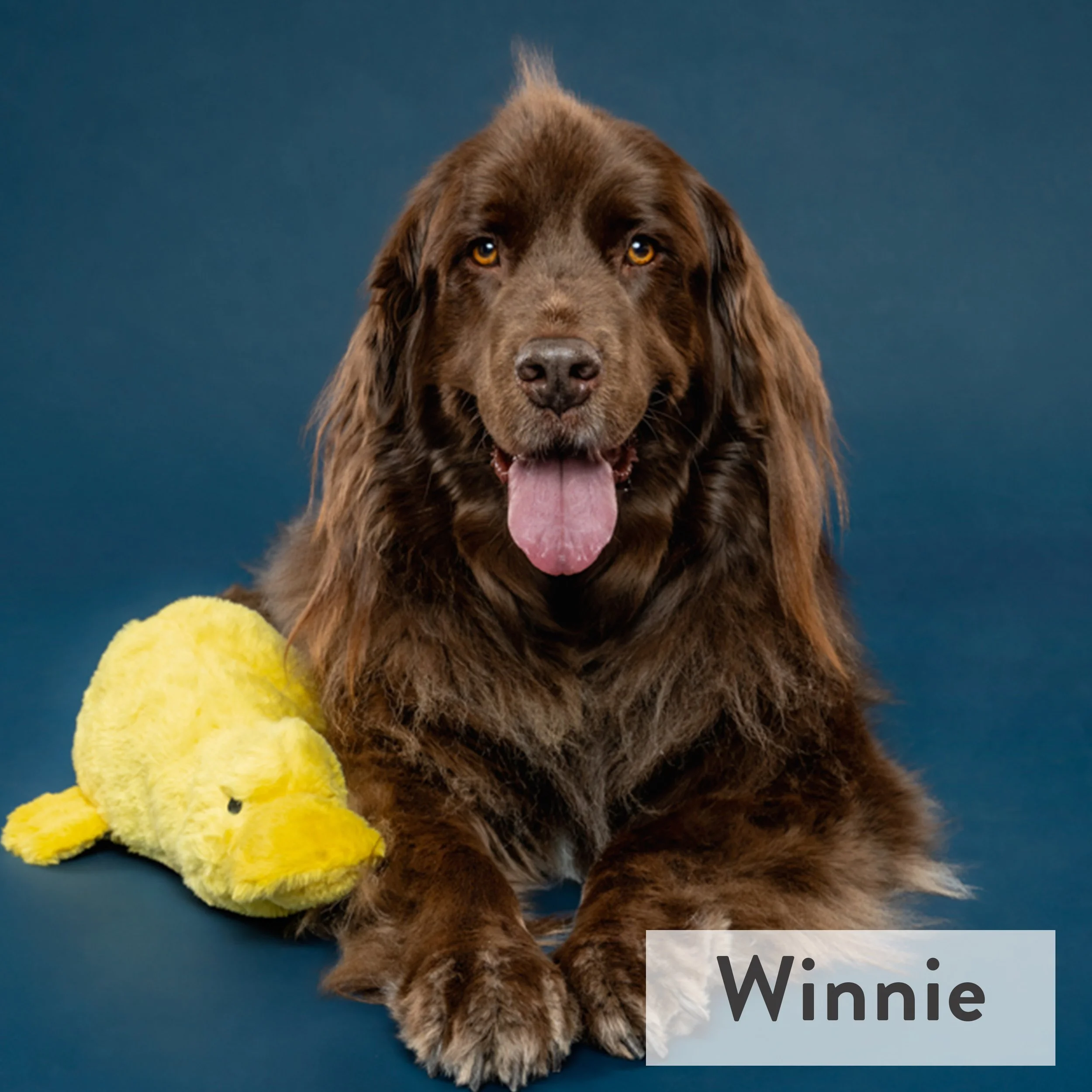 Winnie is a 7 year old Newfoundland born on St Patrick’s Day. We call her a “pocket” Newf because her mother was 120 lbs, but Winnie topped out at 85 lbs. Who knew that could be petite?!