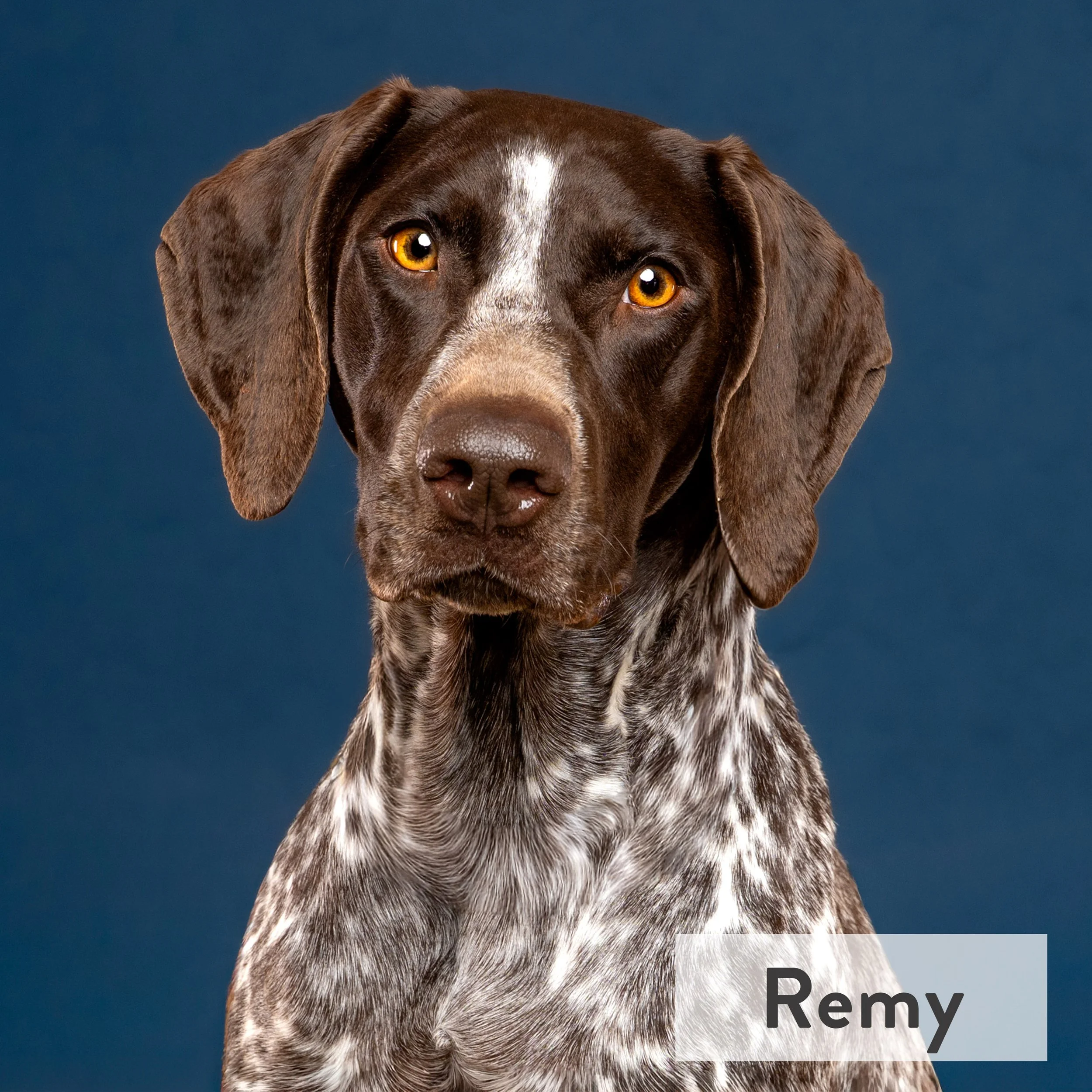 Remy is all gas no brakes during the day, but a professional couch potato once the clock strikes 7pm. She is a proud sibling of a toddler and actually is employed part-time as the geese police for a local golf course. 
