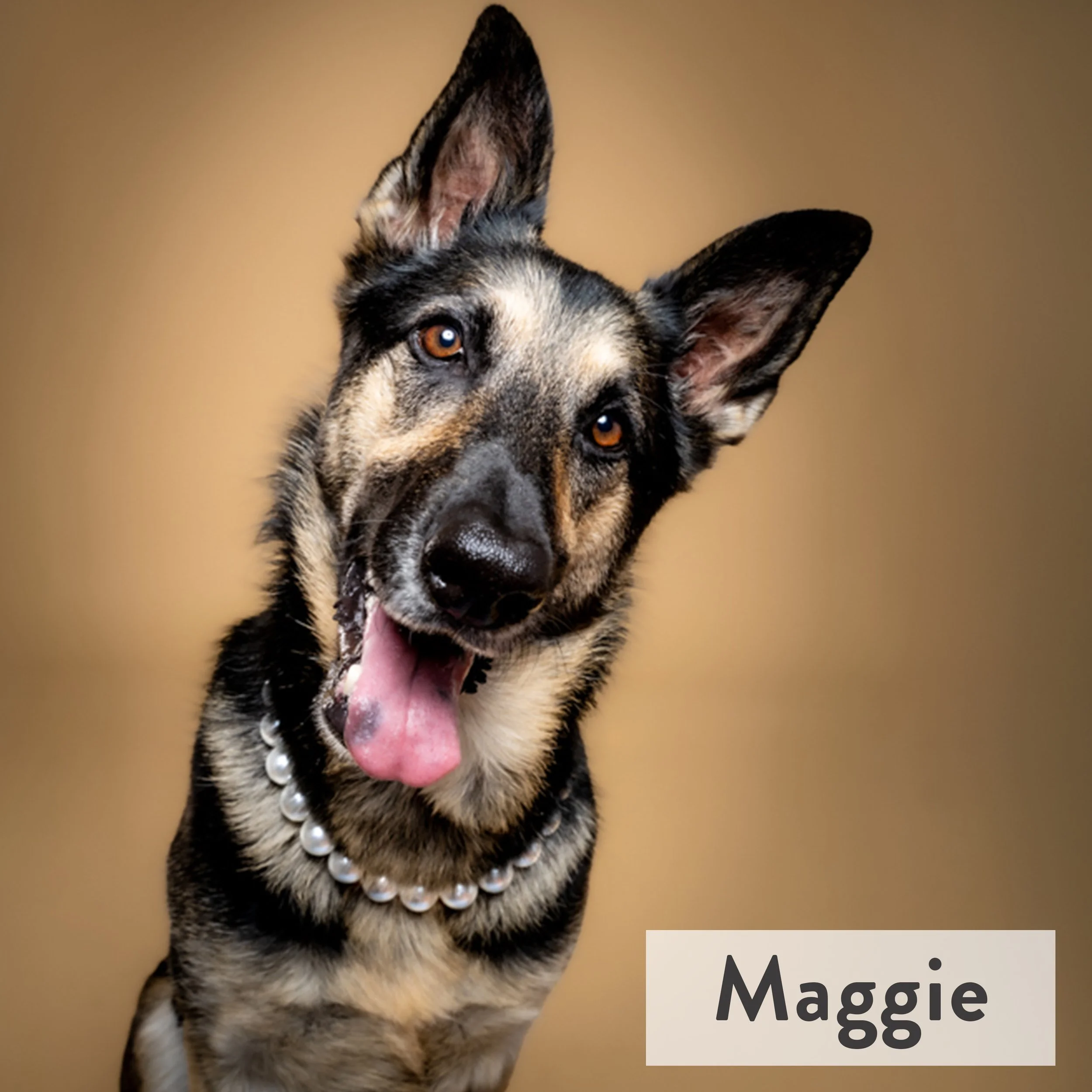 Maggie, a Southern belle rescued from Arkansas, traded sunshine for snow and now rules winter like it’s her personal runway. Equal parts genius and walking ray of sunshine, she’s fueled by belly rubs, a thriving stolen sock collection, and the quiet 