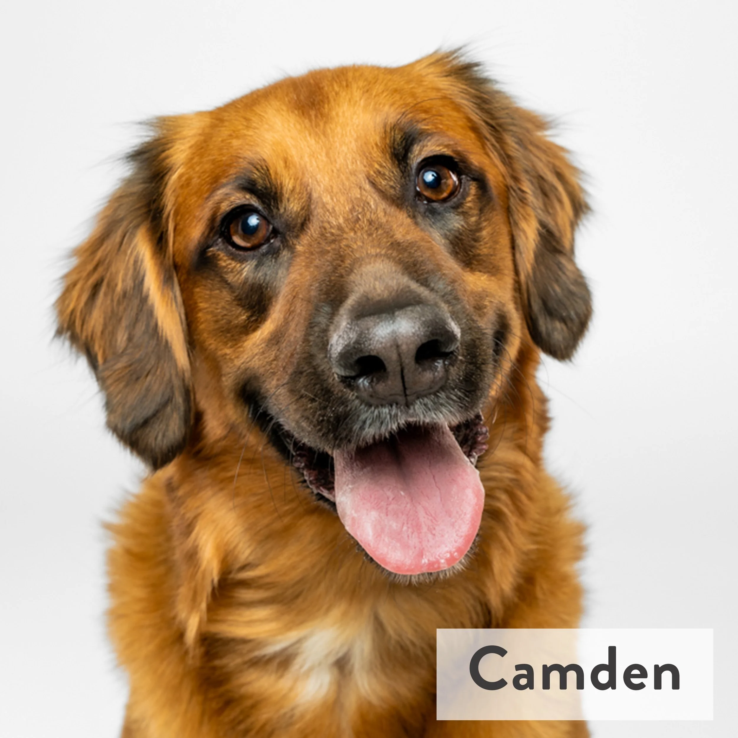 Camden has a strict hugging policy (everyone qualifies) and tackles every activity with the same enthusiastic goofiness that makes him impossible not to love. Sweet to his core and never without a smile, he is always available for belly rubs.