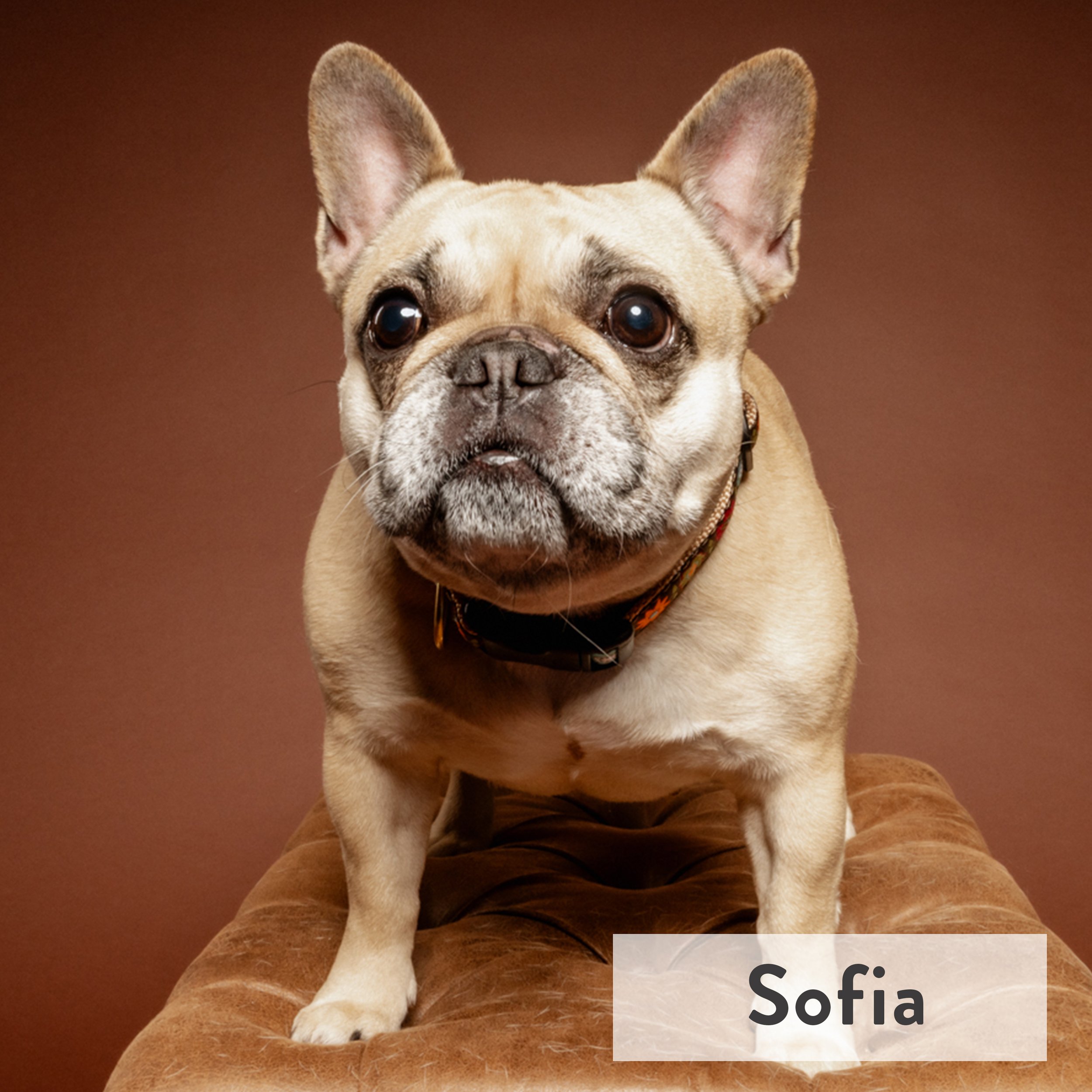 Sofia is the ultimate diva demanding attention and living her best life. She is the reigning slipper thief in the house and knows exactly how to get what she wants—whether it's a belly rub, a treat, or a spot on the couch. Her irresistible charm and
